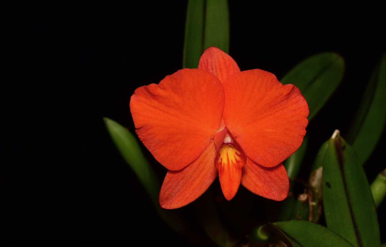 C. Coccinea