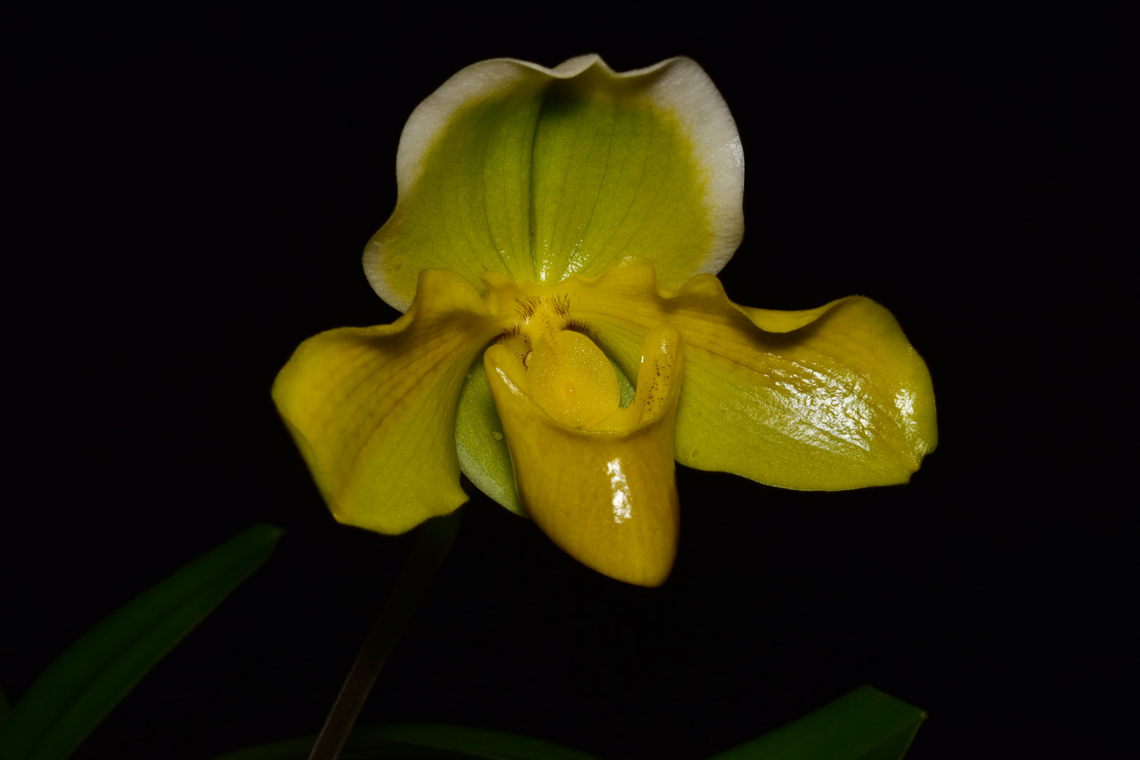 P. Inca Gold x Pittsburg
