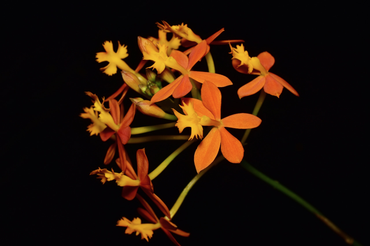 Epidendron ibaguense "Harry"