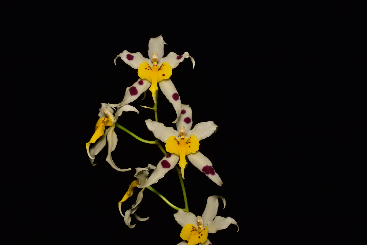 Oncidium Serendipity "Mellow Yellow"