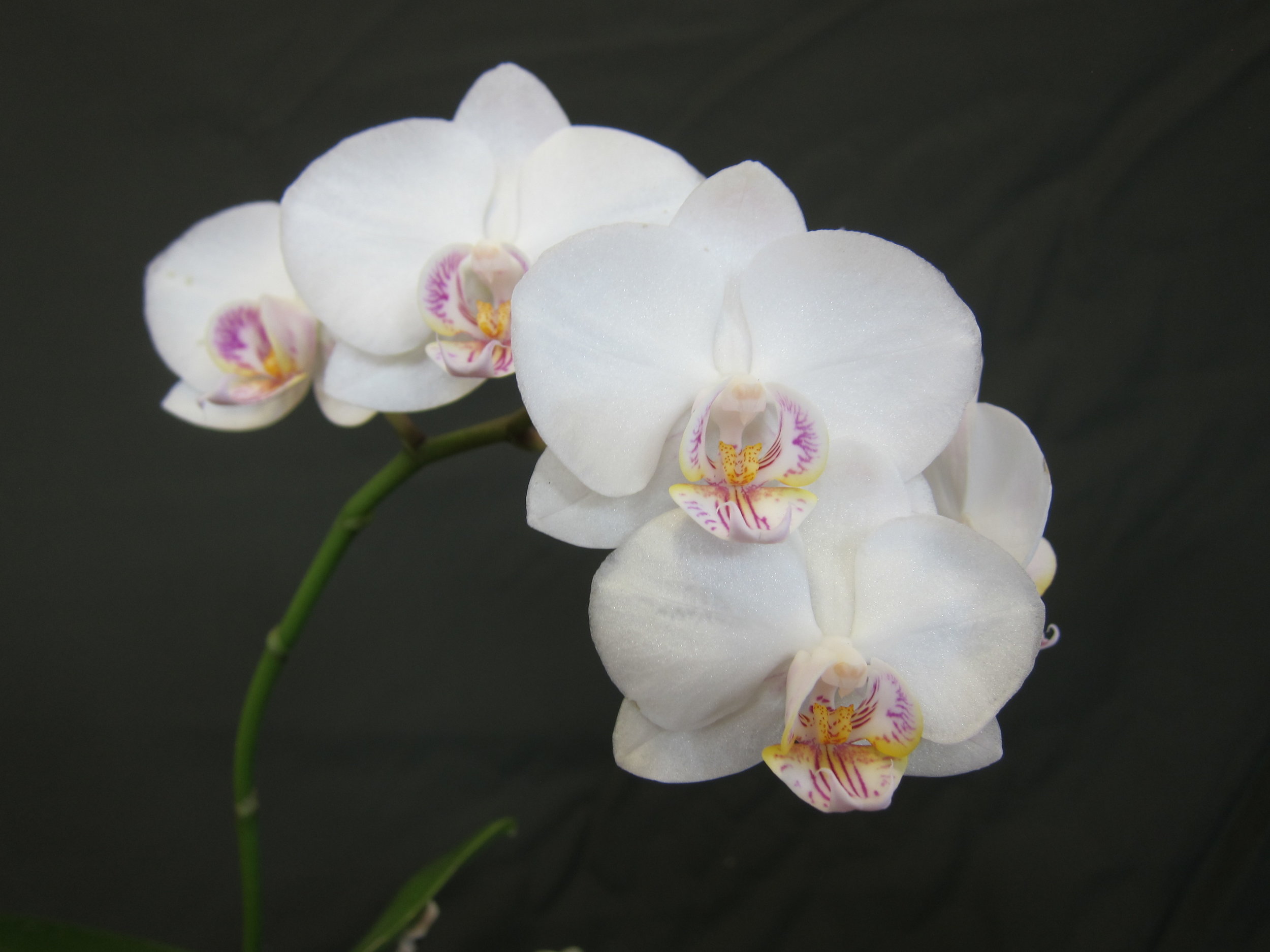 Phal NoID