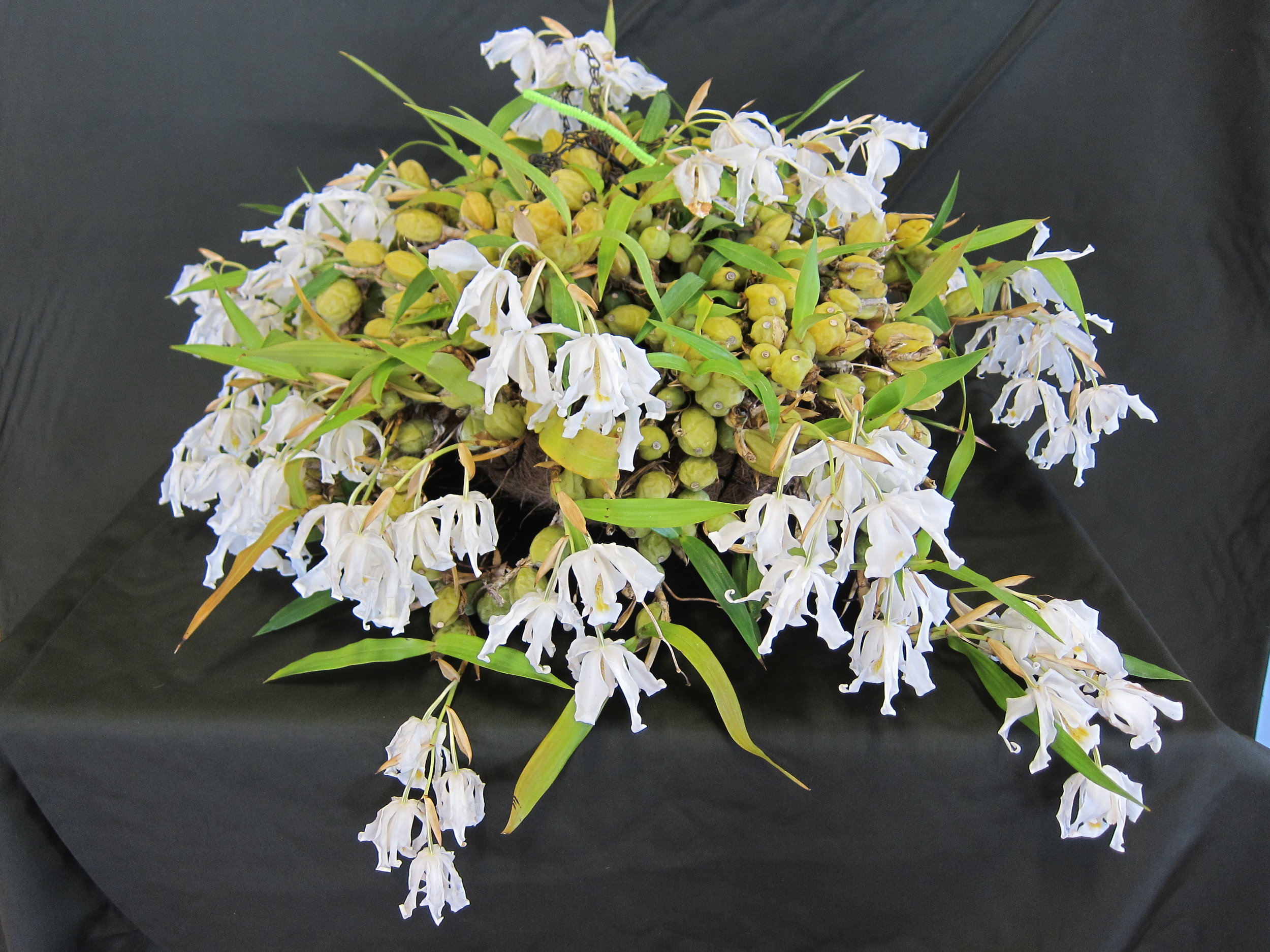 Coelogyne cristata 'Gladys'