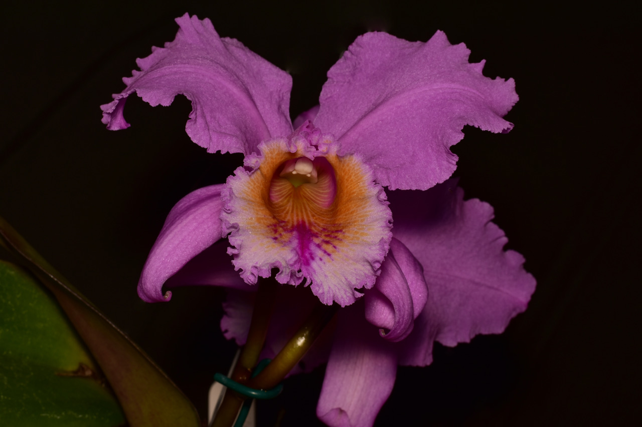 C warneri