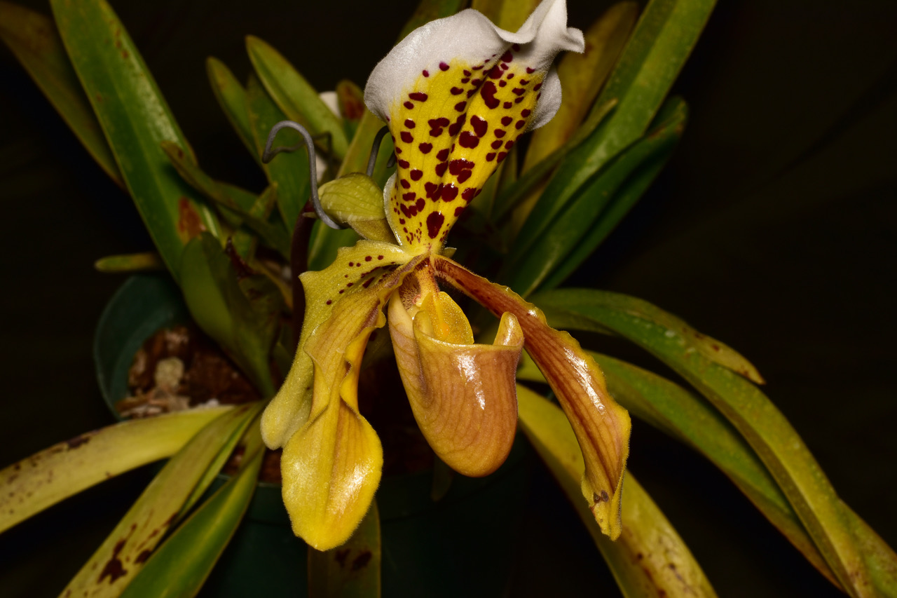 Paph insigne