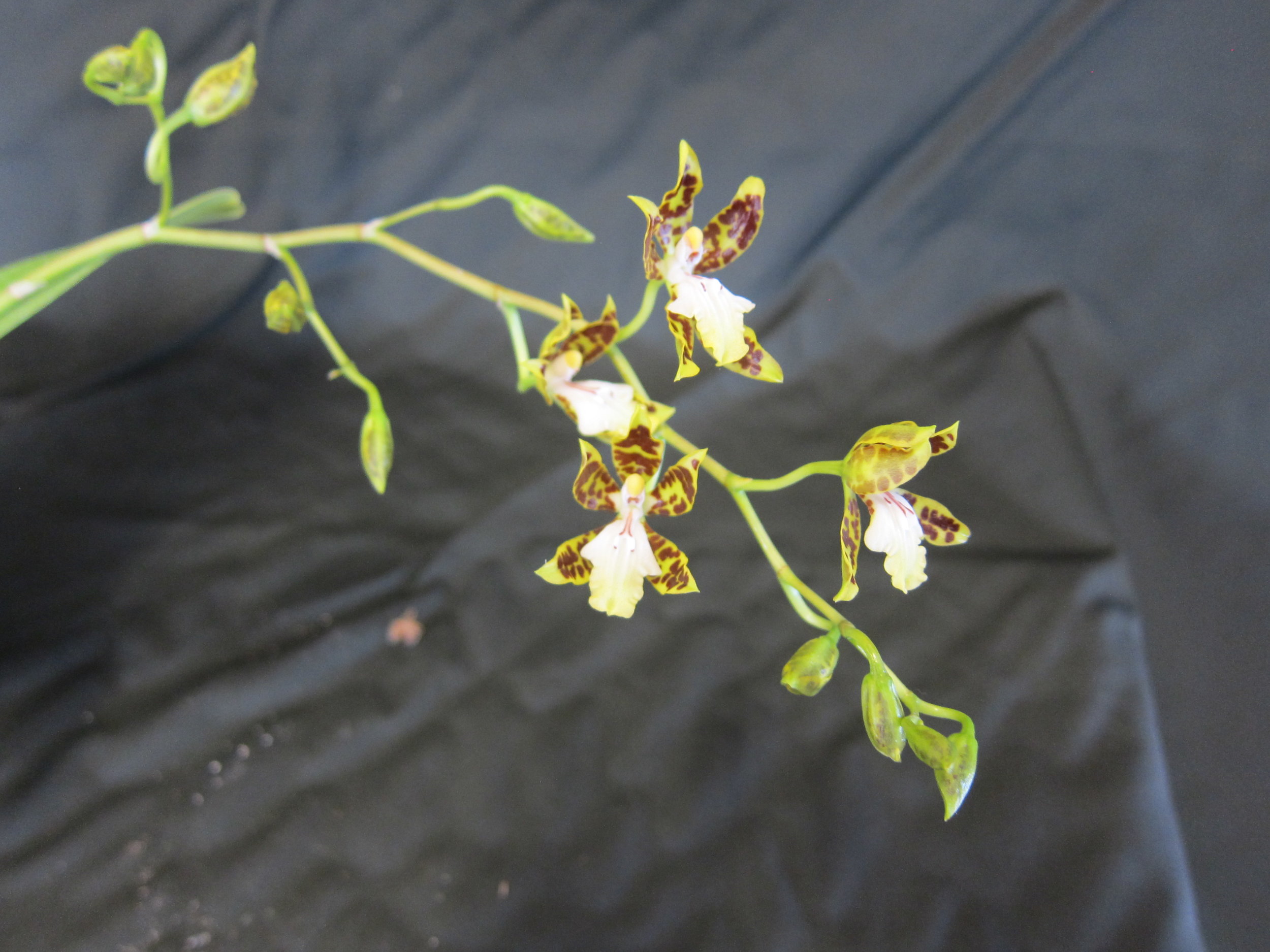 Oncidium maculatum 'sweetgrass'
