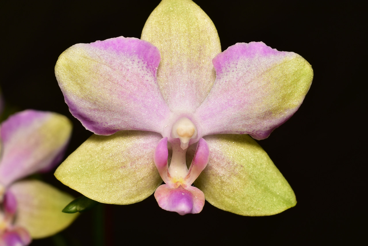 Phal Taisuco Jasper