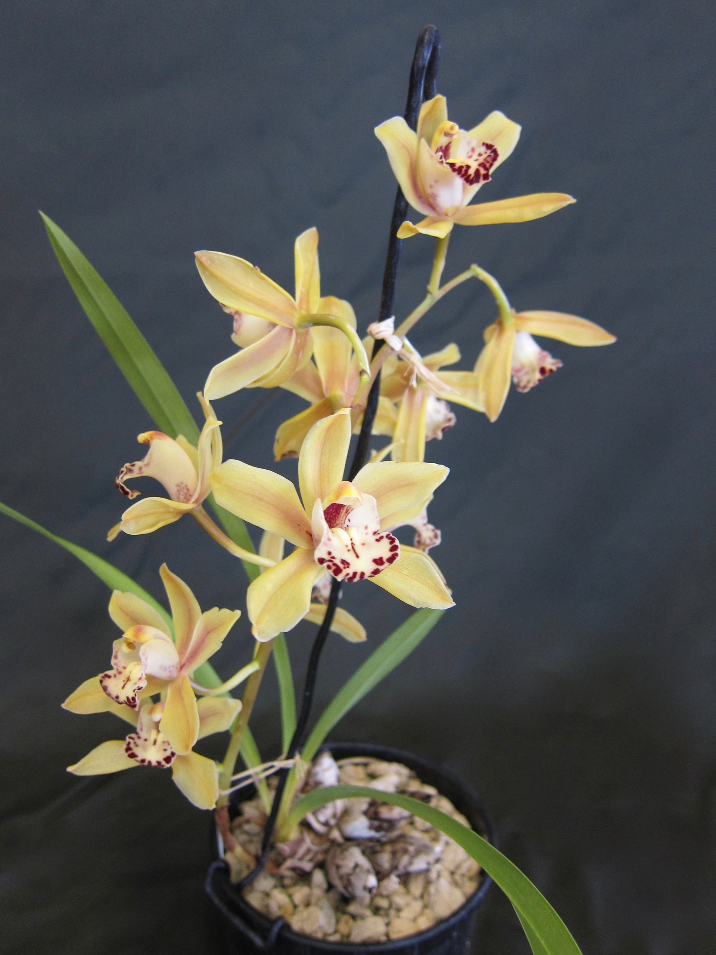 Cymbidium Kosh 657