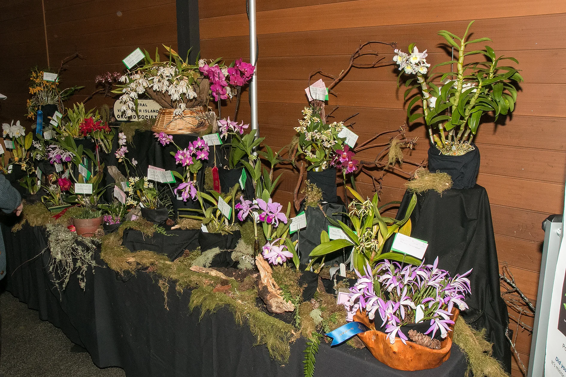 CVIOS display - Best Visiting Society display (Congratulations Leslie, Suzanne, and Darlene)