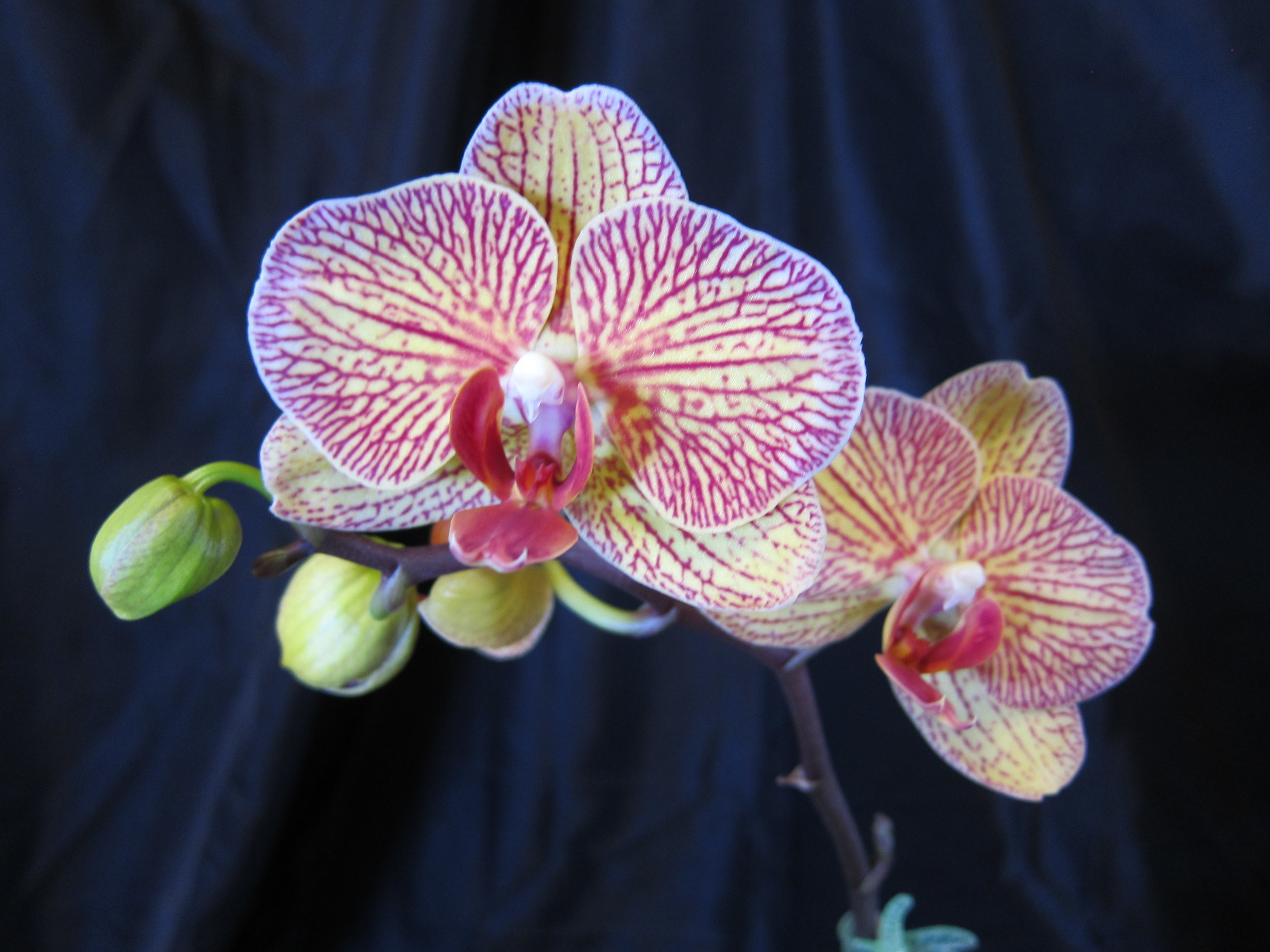 Phal NoID