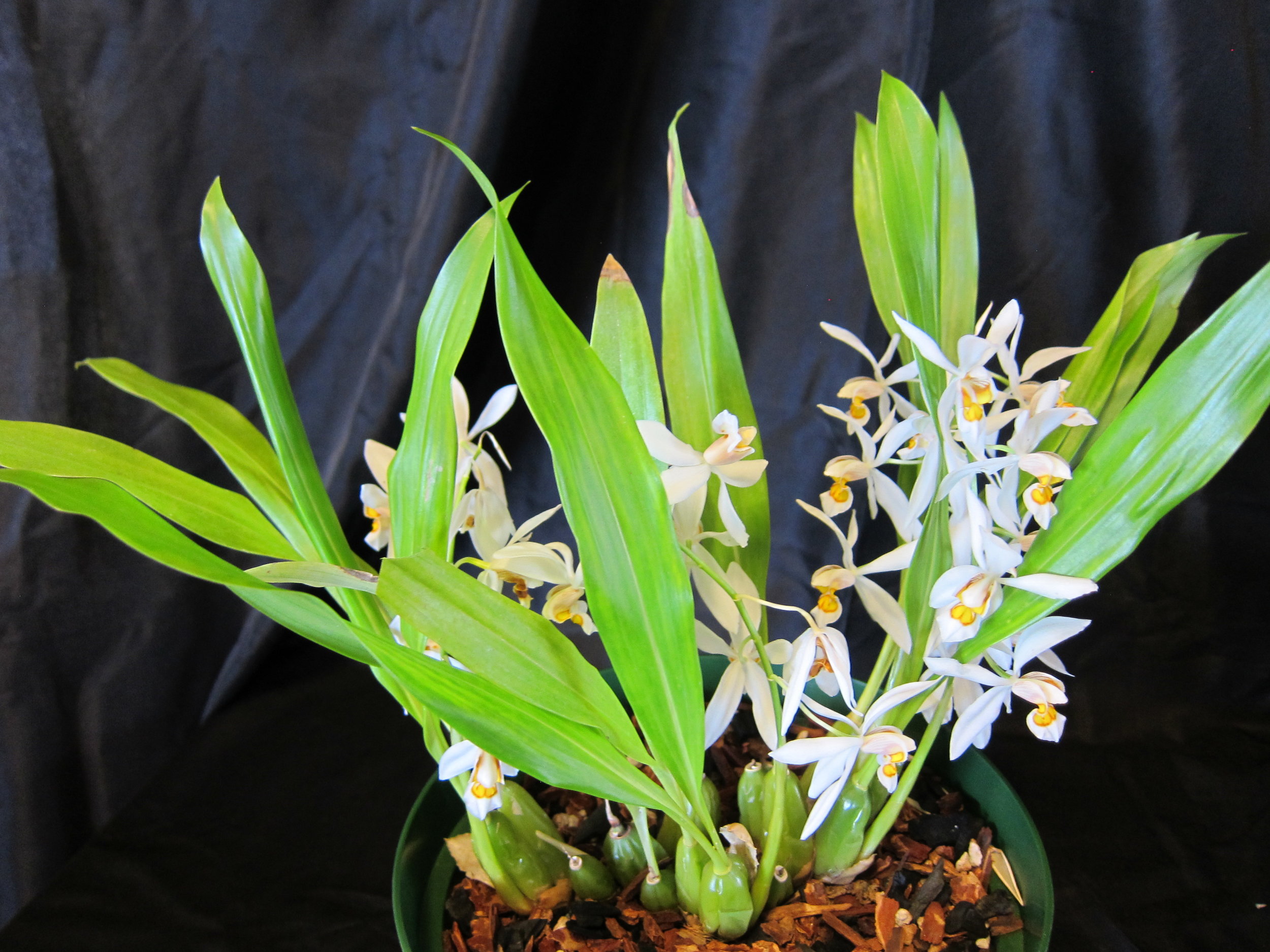 Coelogyne ochracea