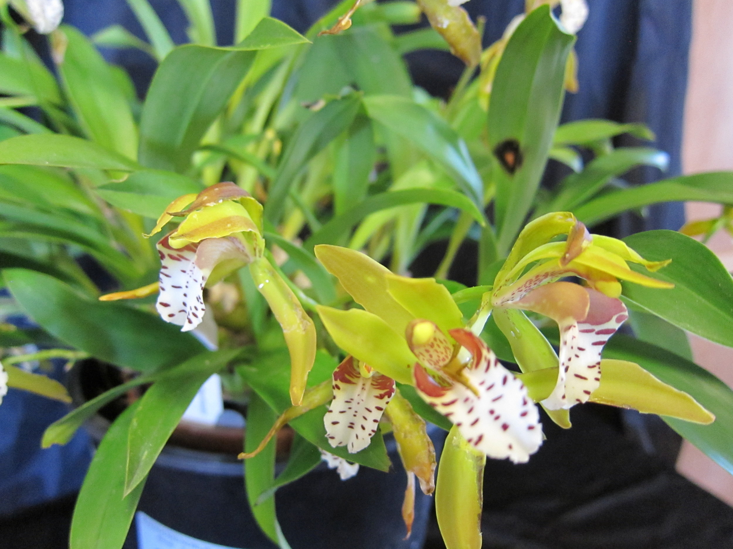 Cymbidium tigrinum