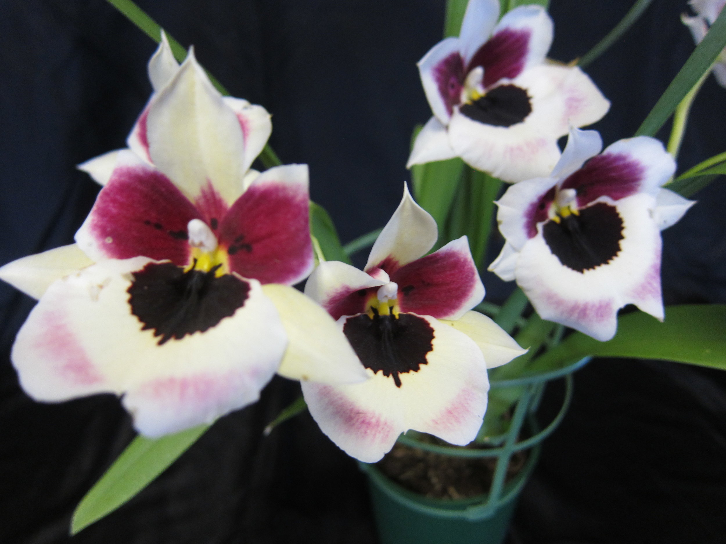 Miltonia NoID