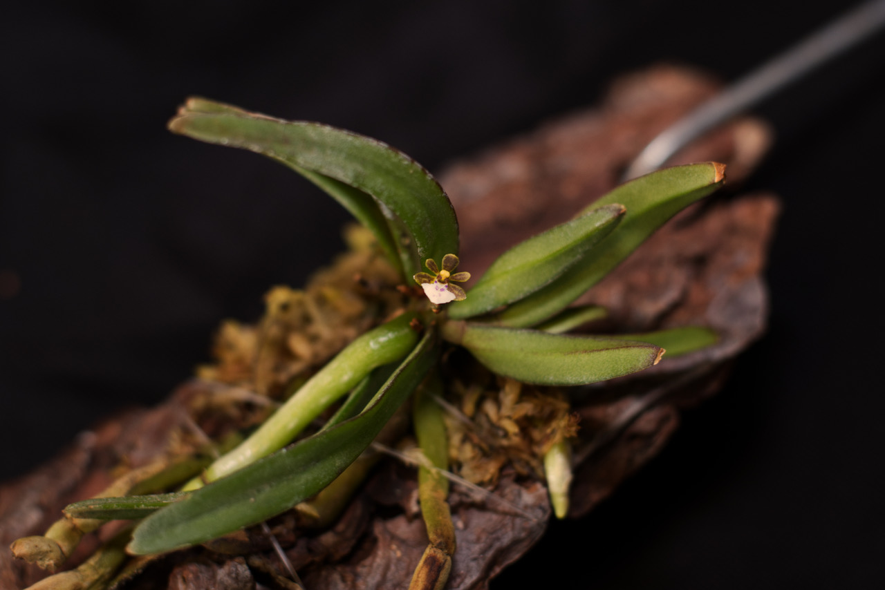 Trichoglottis triflora