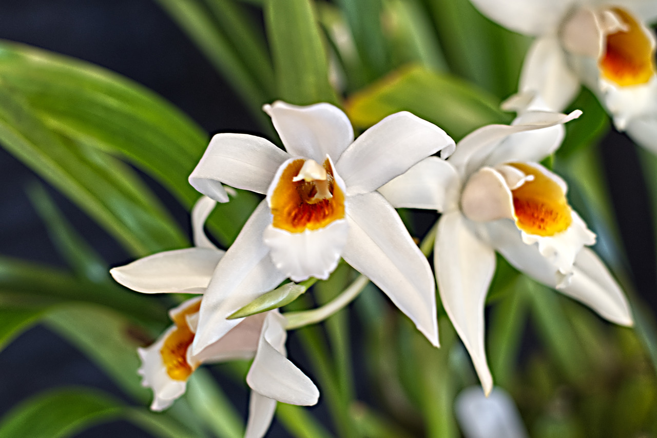 Coelogyne Mem. W Michelitz 'Burnham' 'AM/RHS'