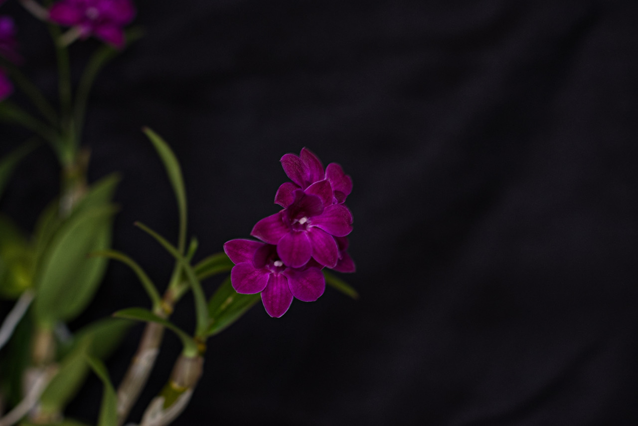 Den Siberian Jewel