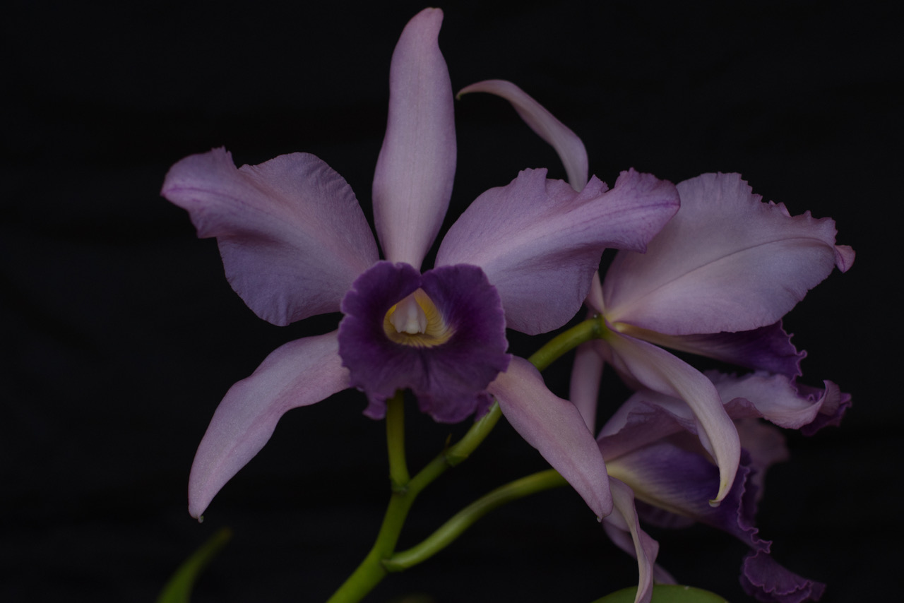 Lc Canhamiana coerulea 'Azure Sky'