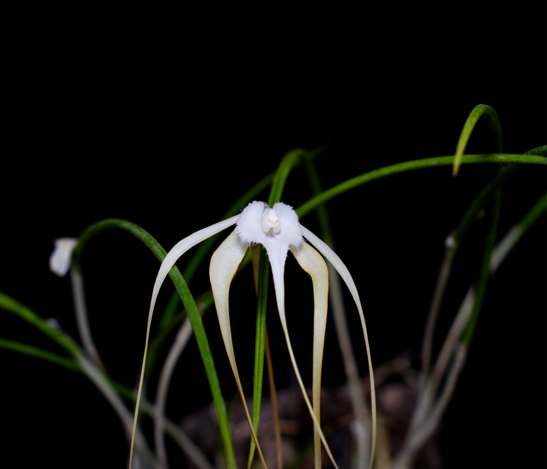 Brassavola cumulata