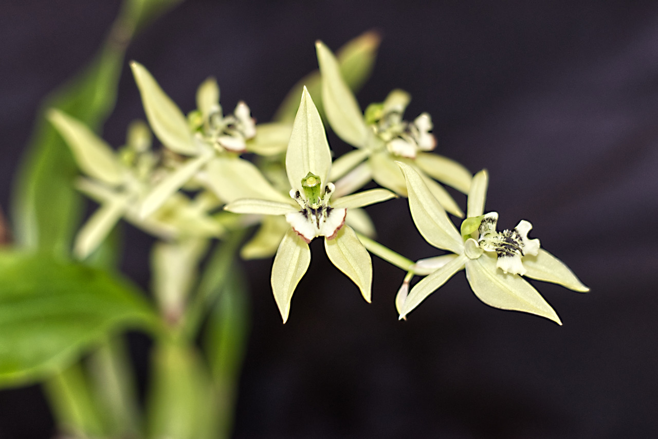 Coelogyne brachypera