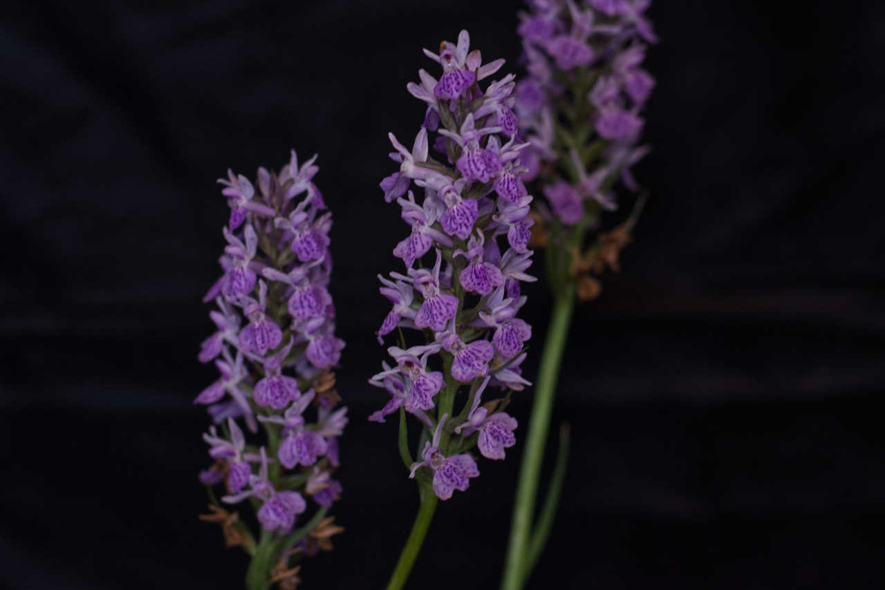 Dactylorhiza foliosa