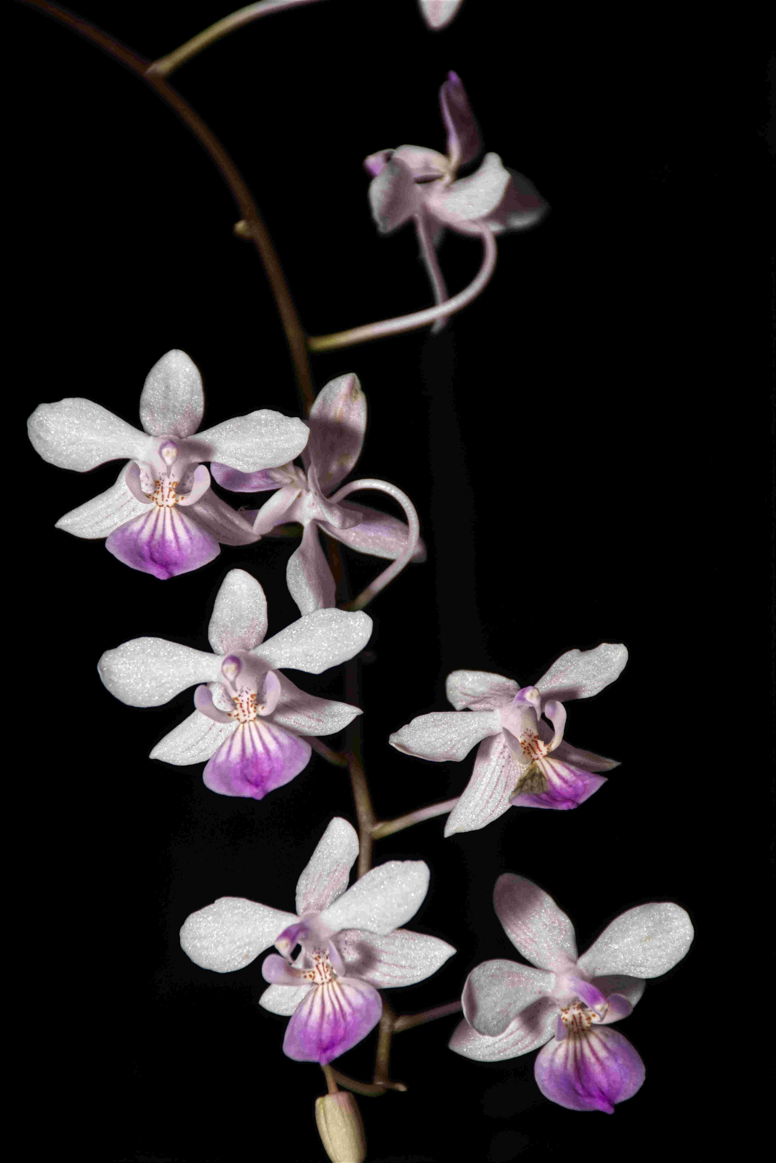 Phal. Lindenii