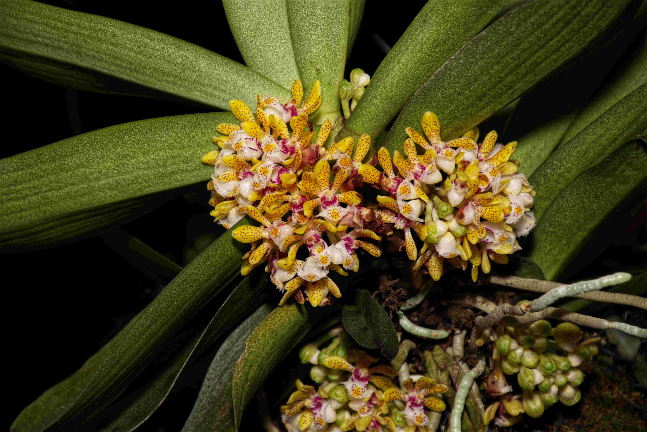 Gastrochilus Dasypogon