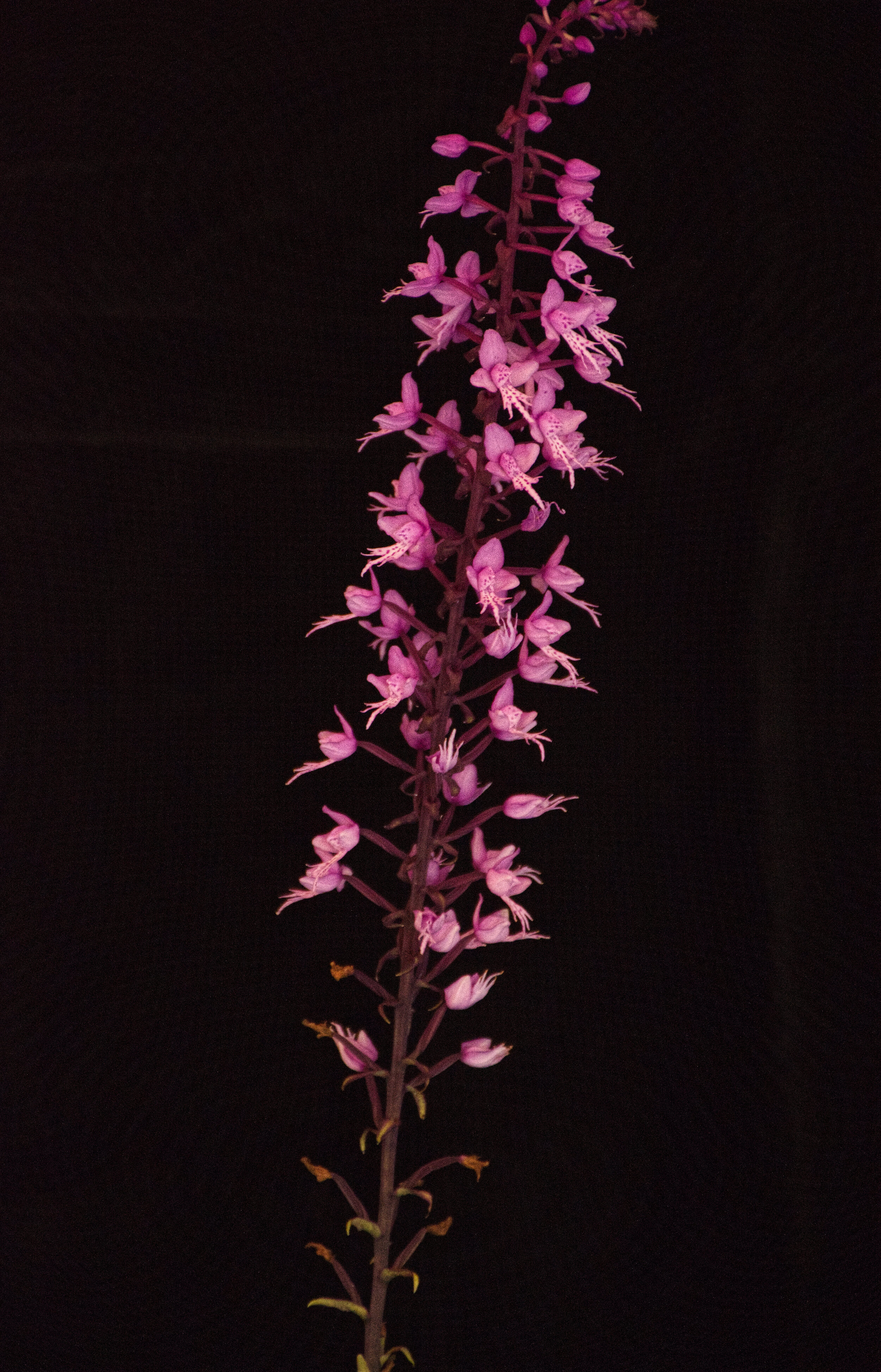 Stenoglottis Longifolia