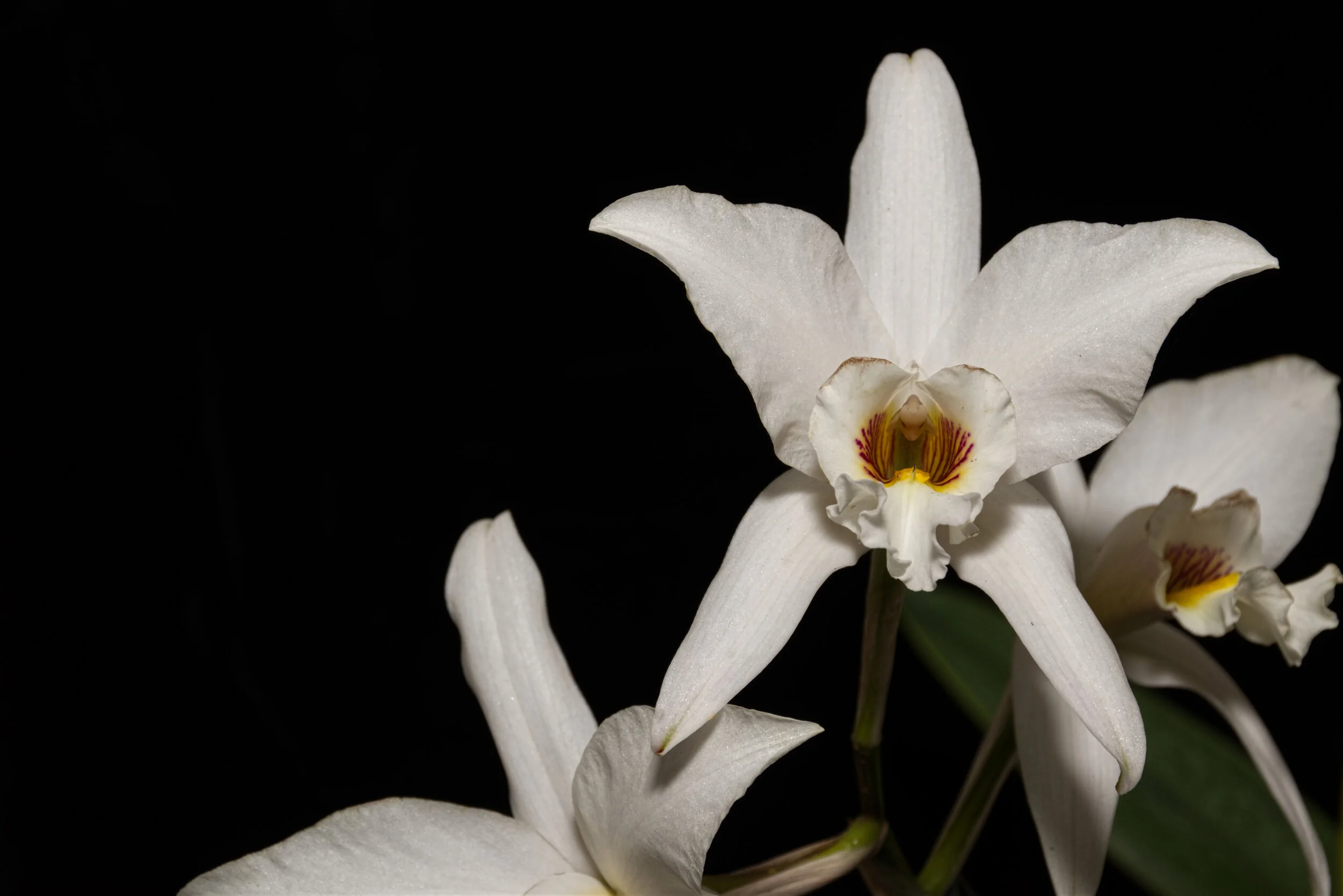 Laila anceps semi alba