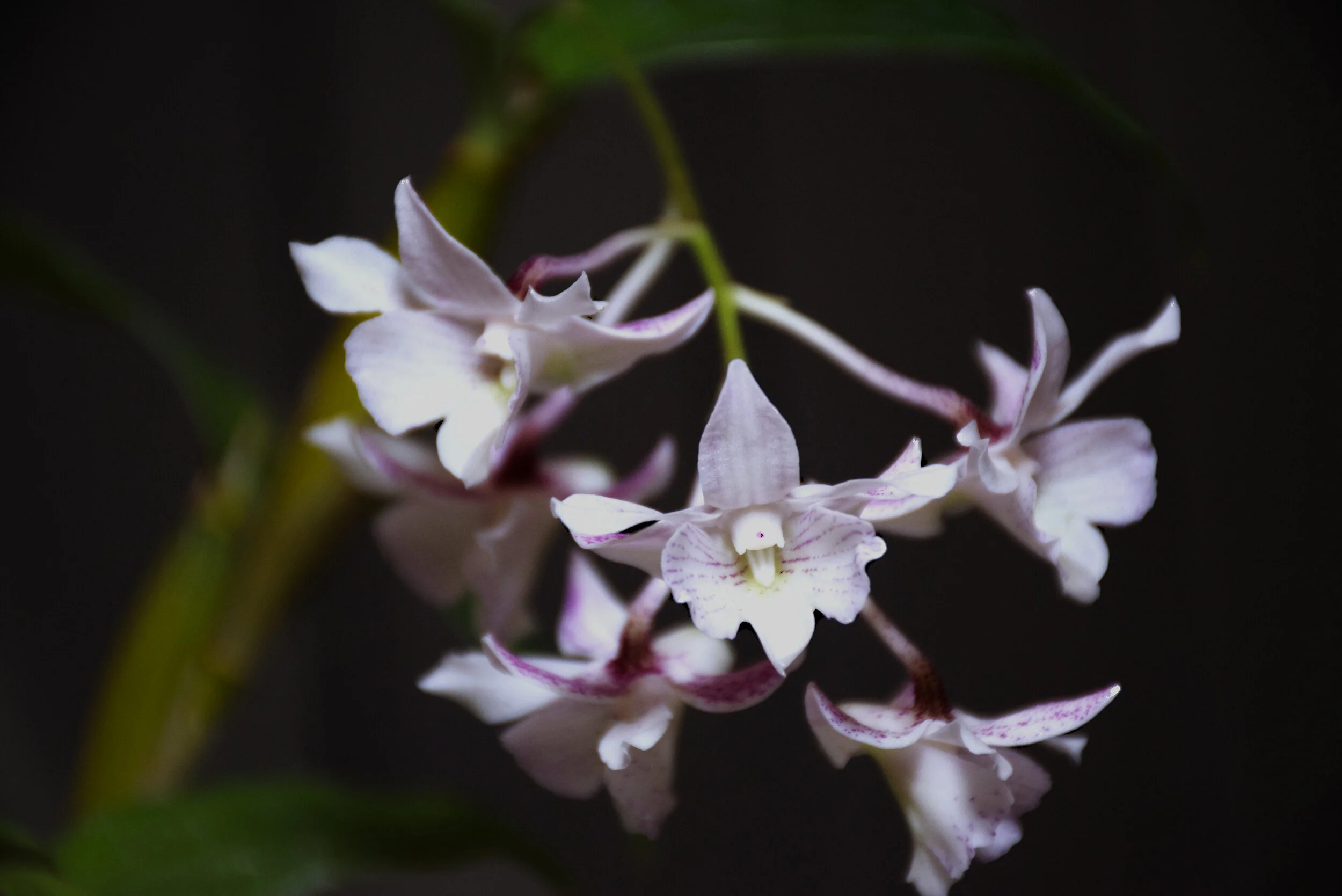 Den. Nora Tokuraga