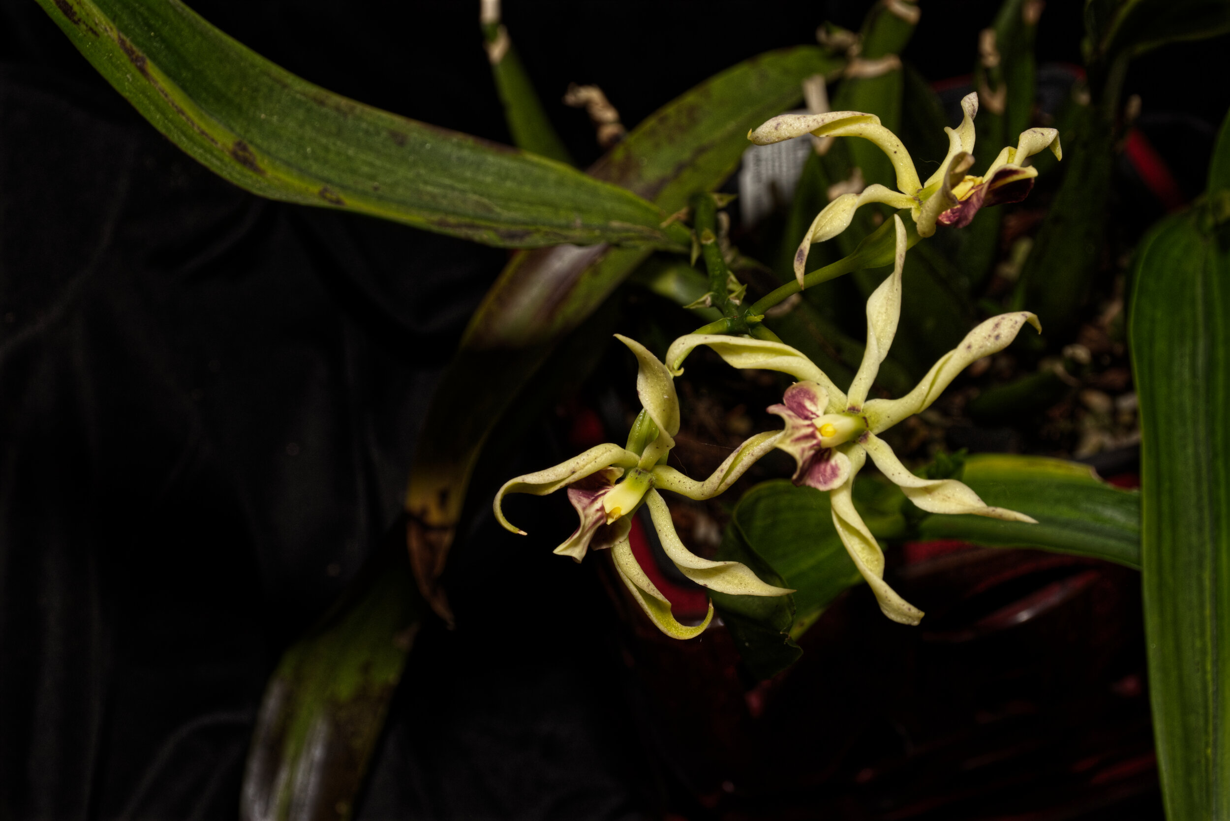 Encyclia Elfin