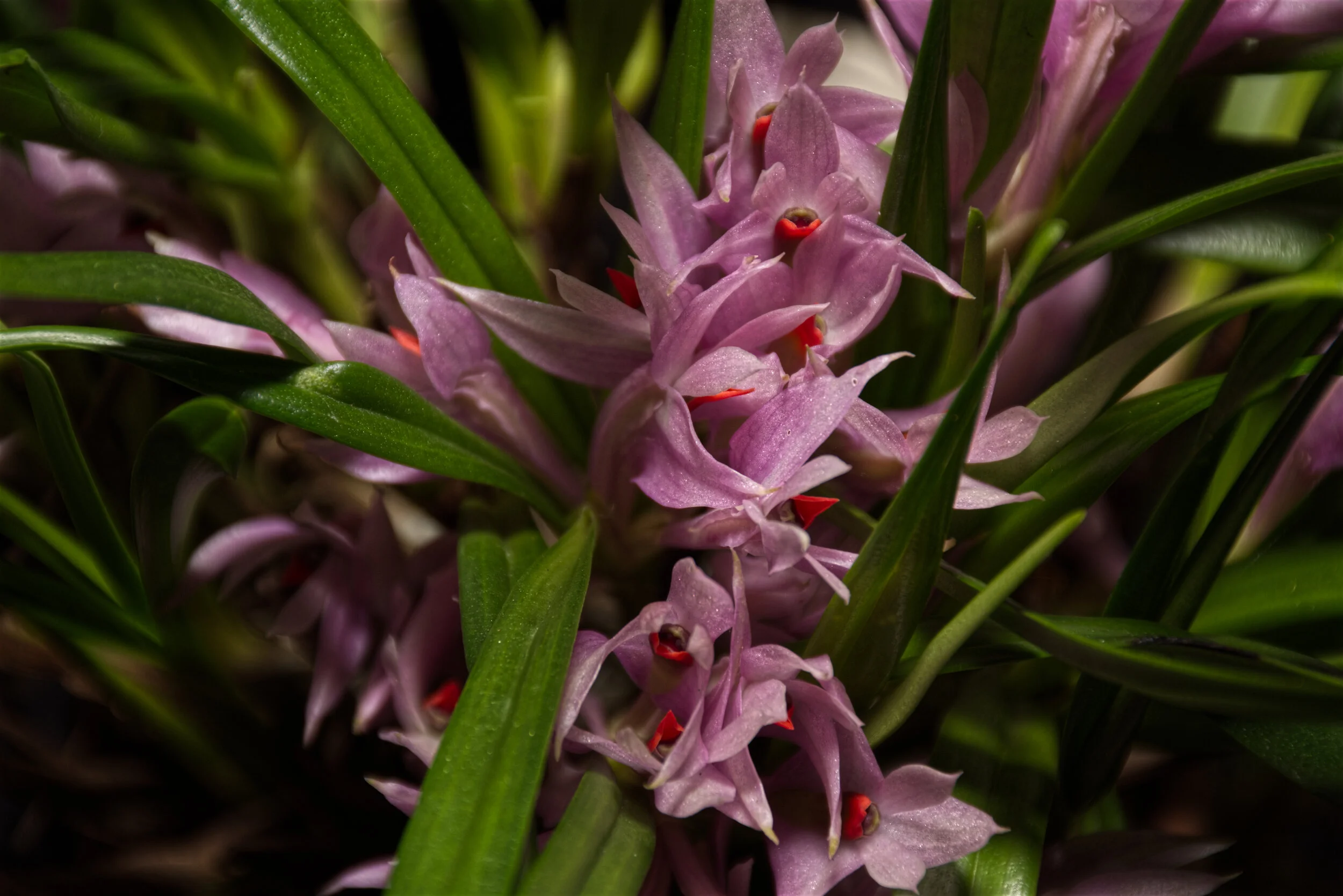 Den. Violaceum