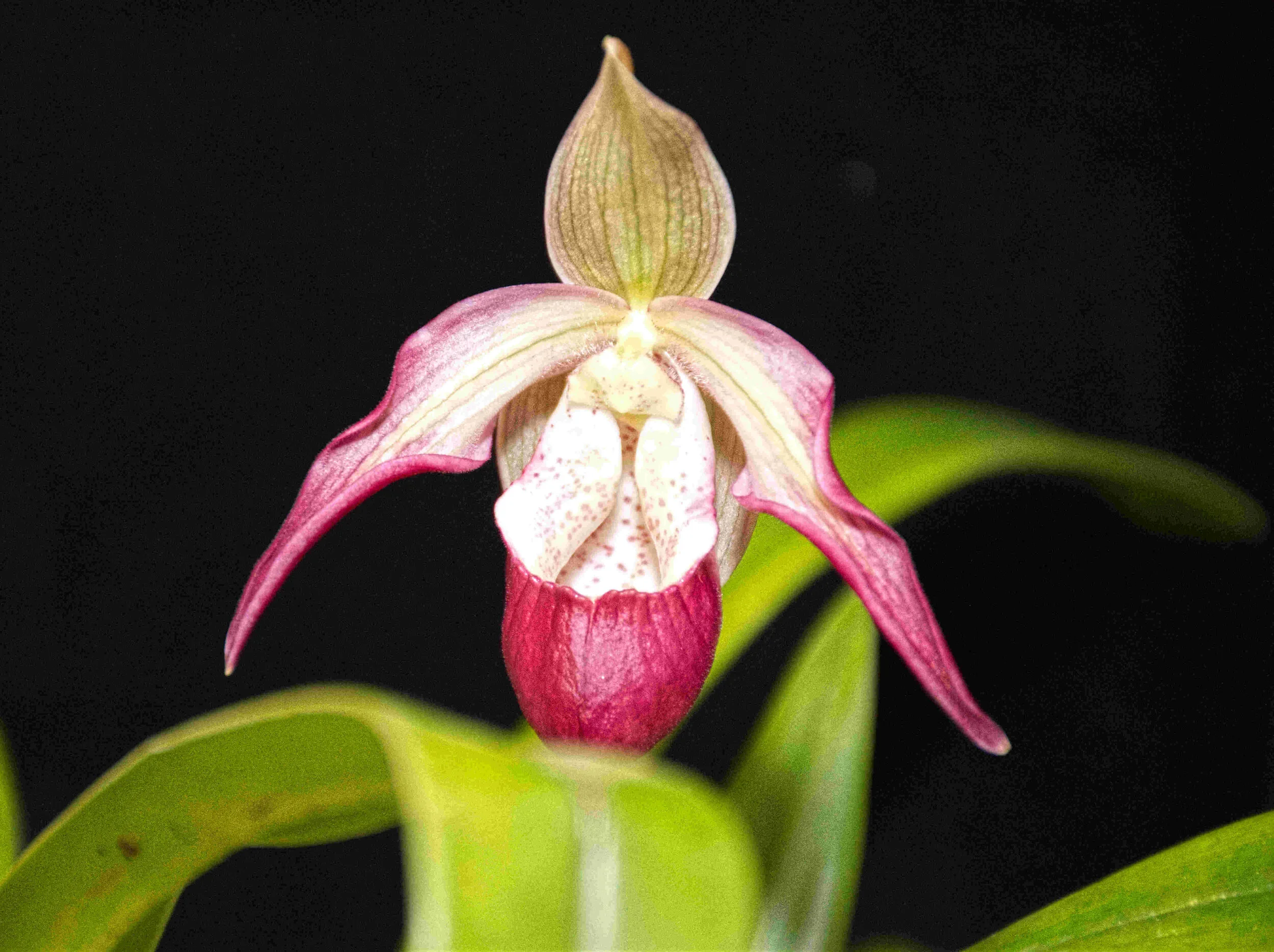 Phrag. Sedenii