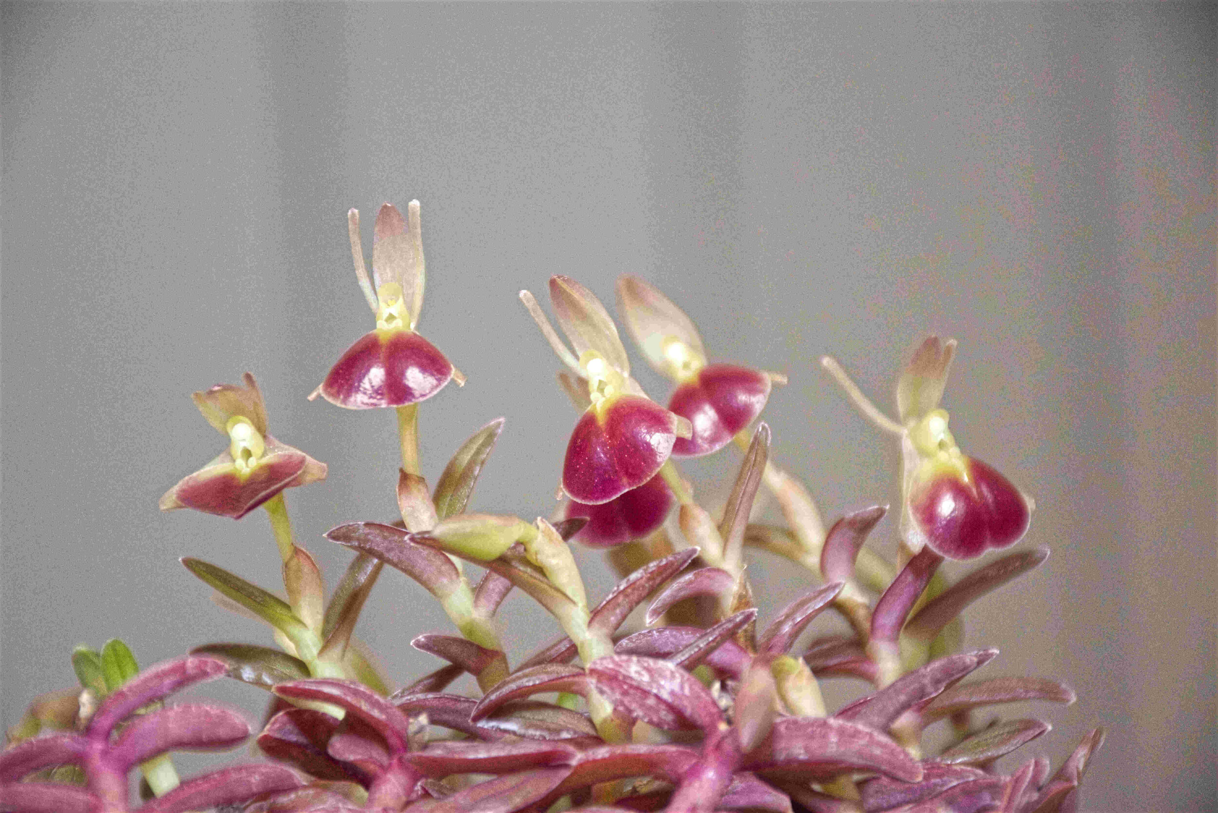 Epidendrum peperomia (porpax)