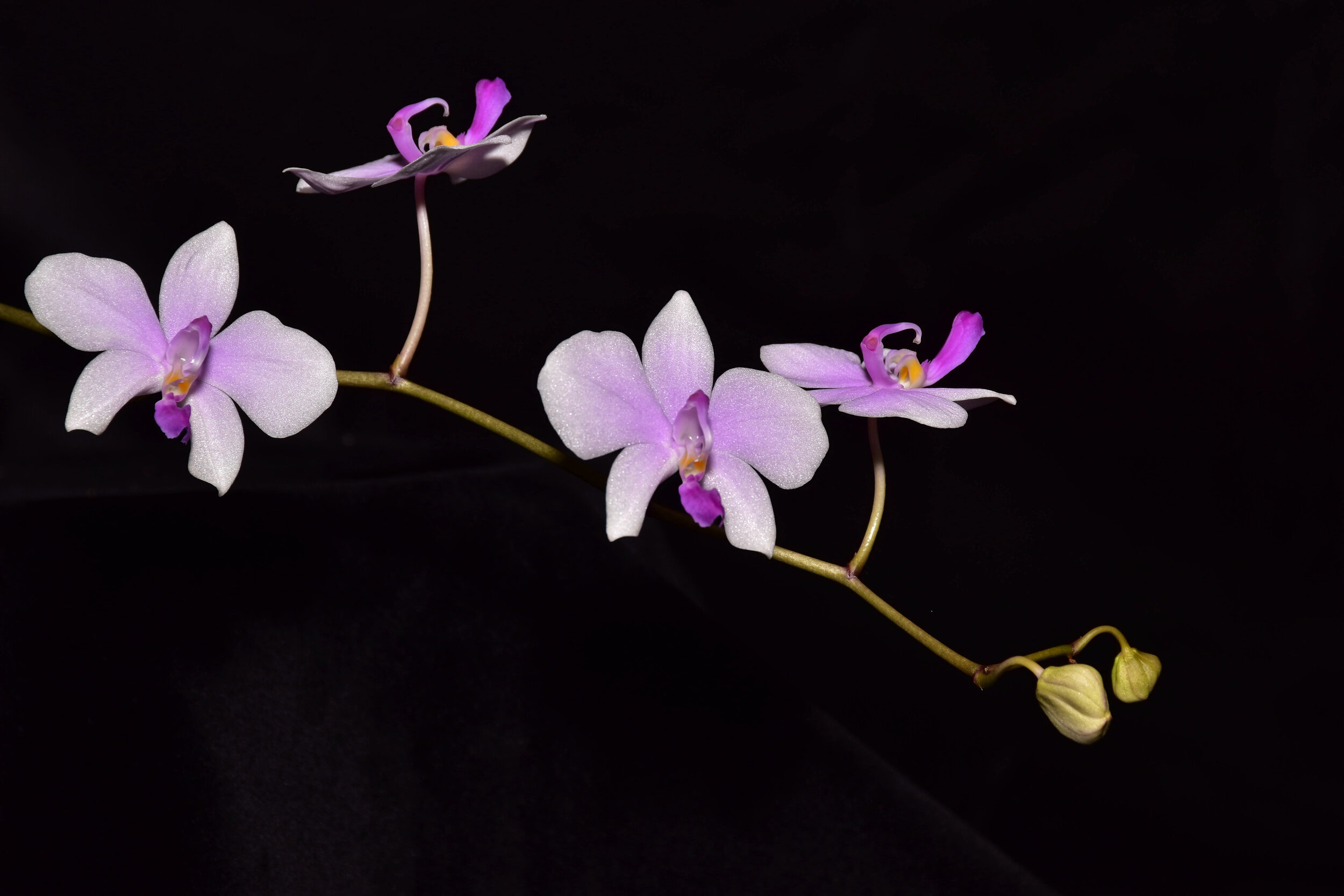 Phal. Lowii