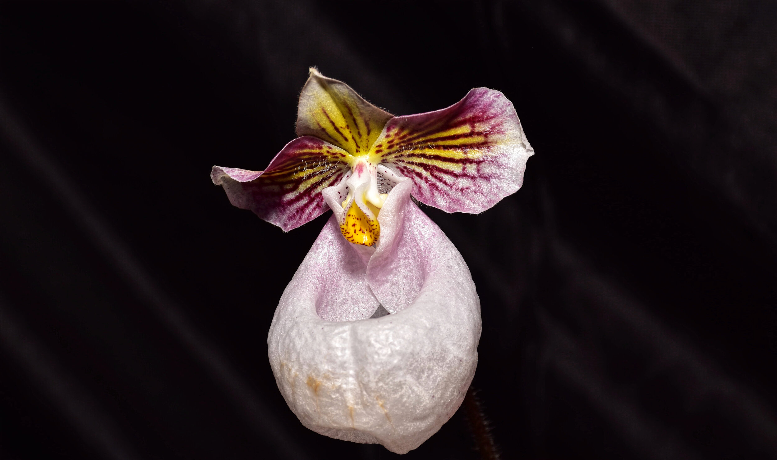 Paph. micrathum