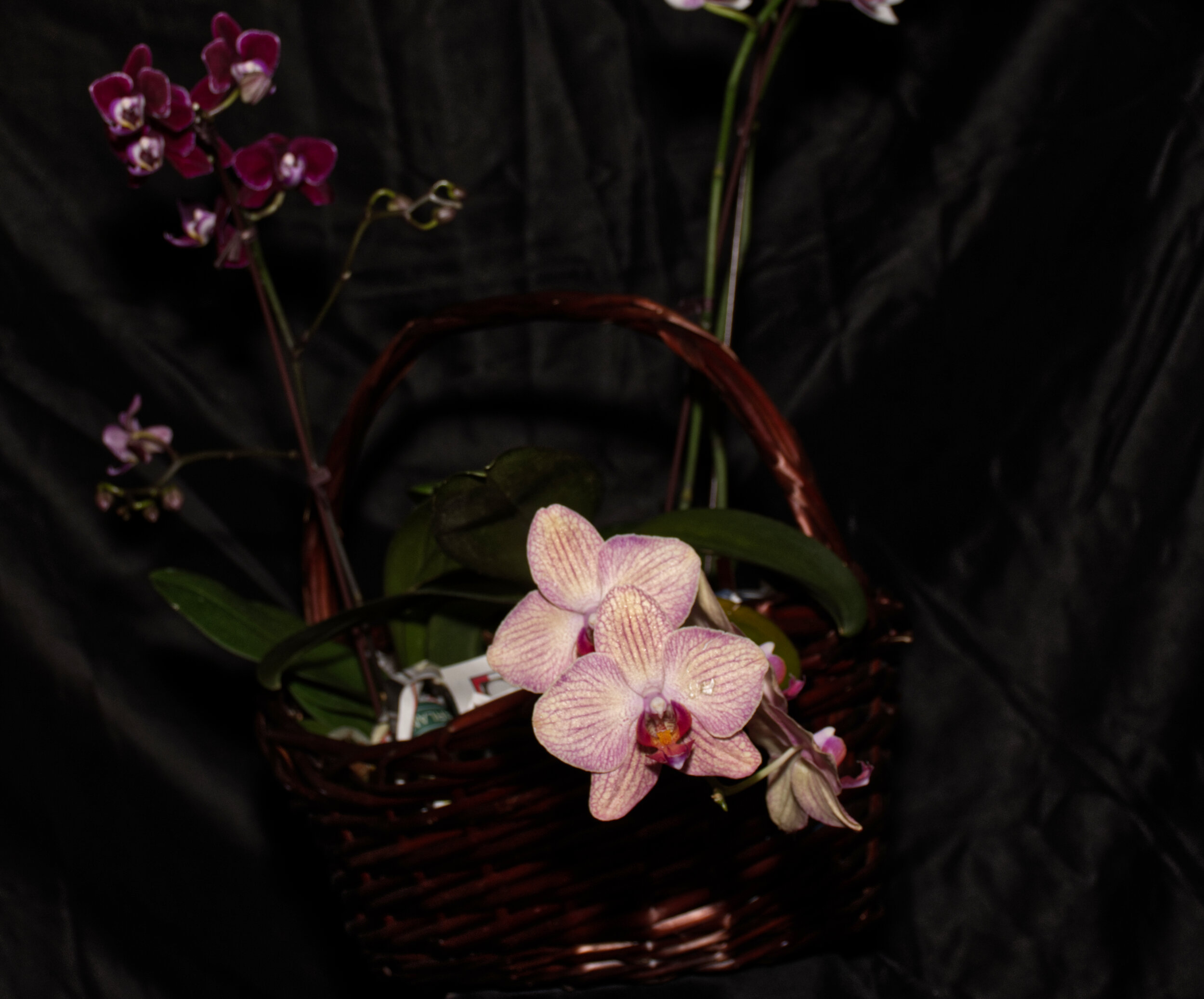 Phal. N.O.I.D