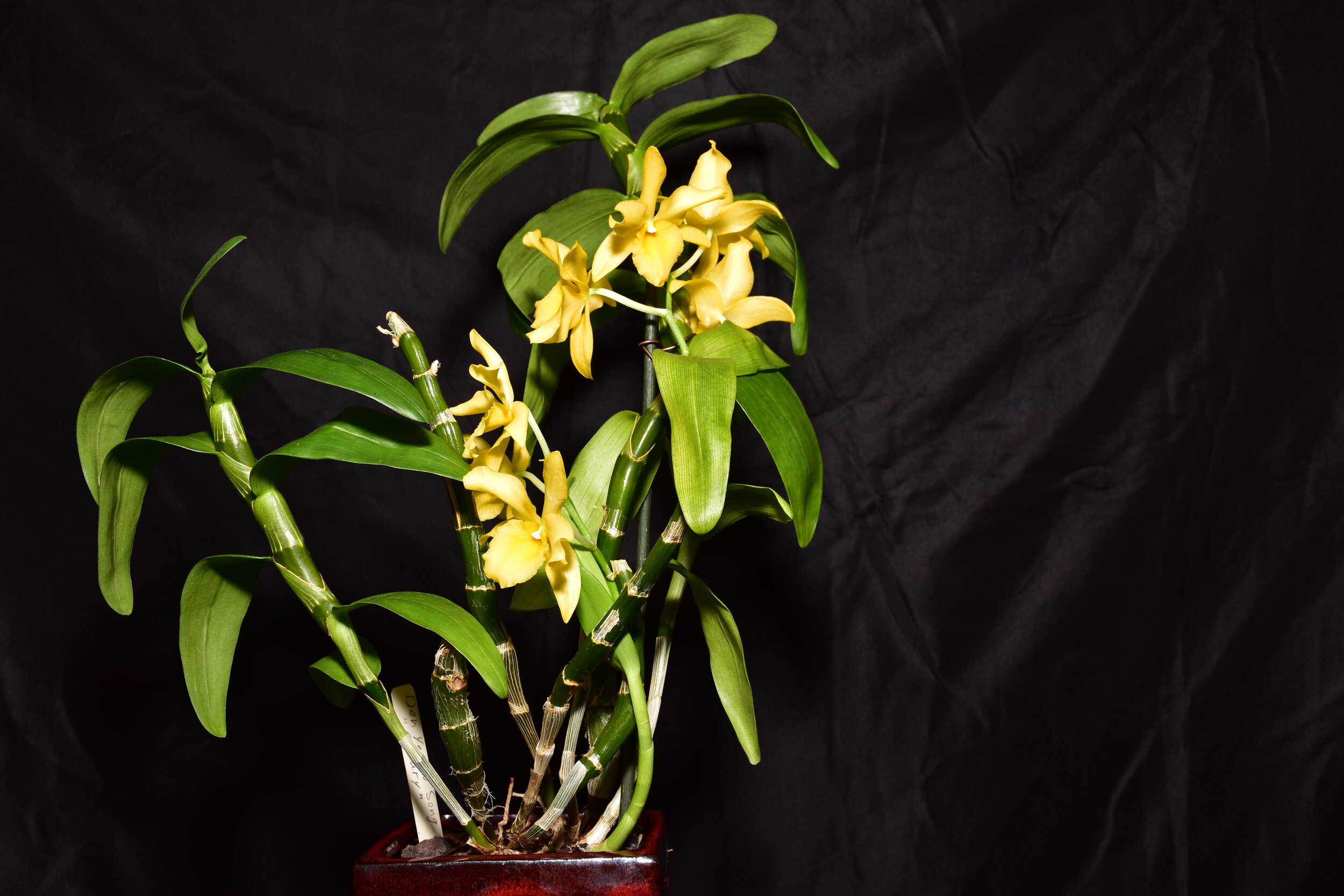 Den. Yellow Song "Canary"