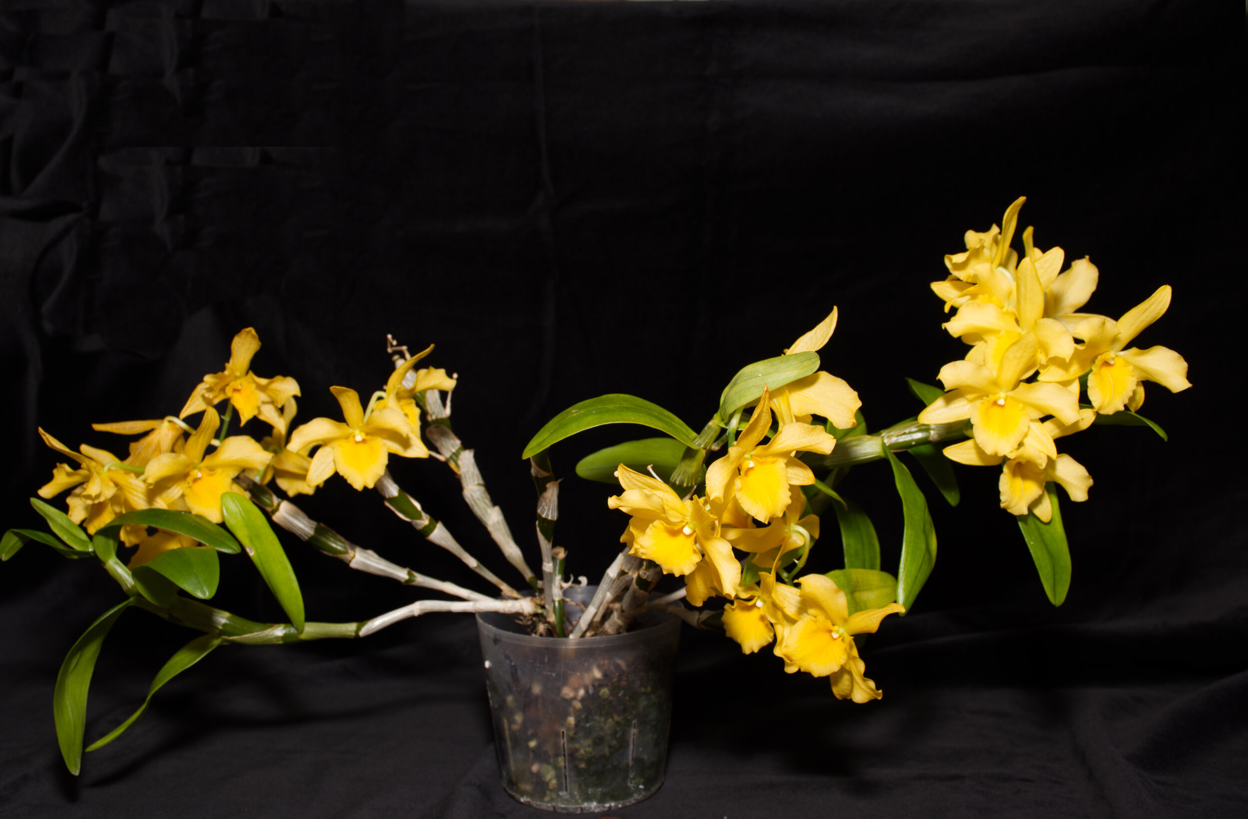 Den. Yellow Song 'Canary"