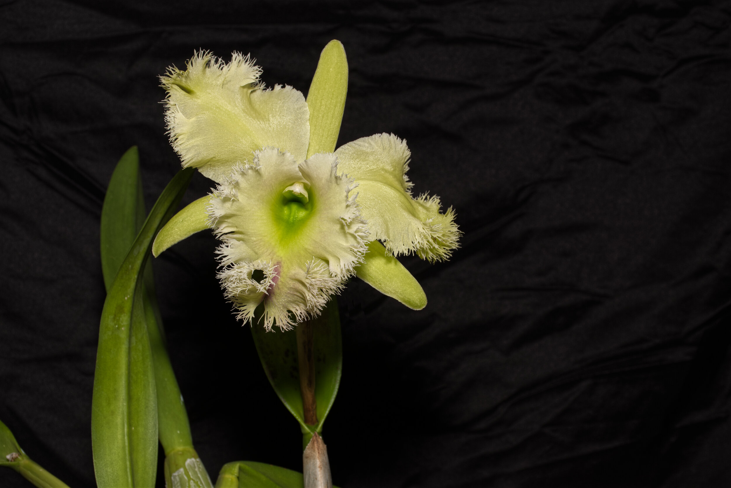 RLC Golf Green 'Hair Pig'