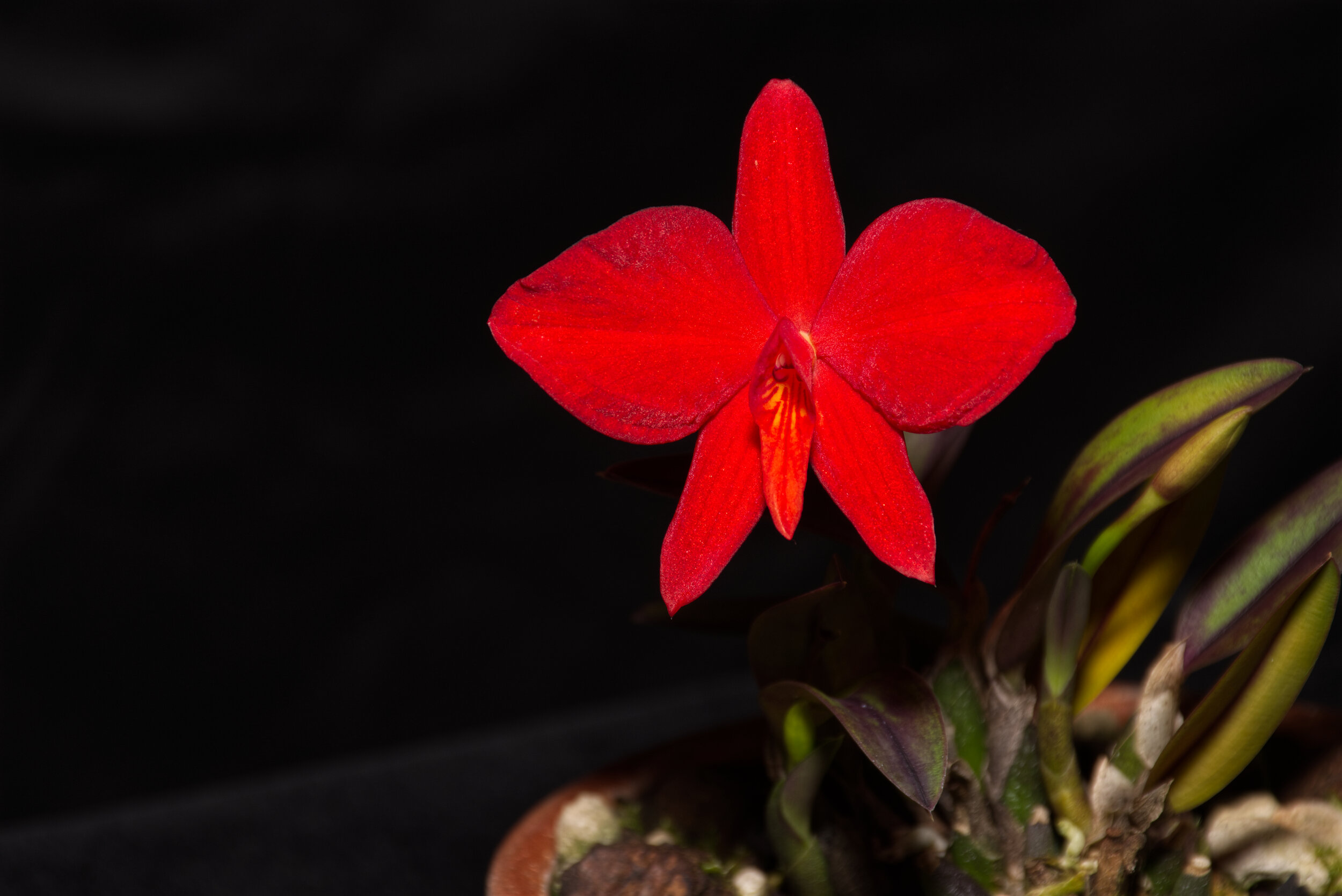 C. coccinea