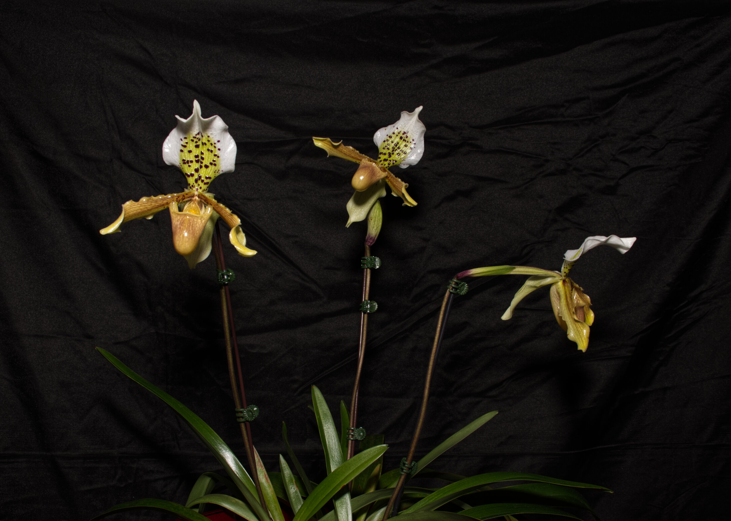 Paph. "Insigne'