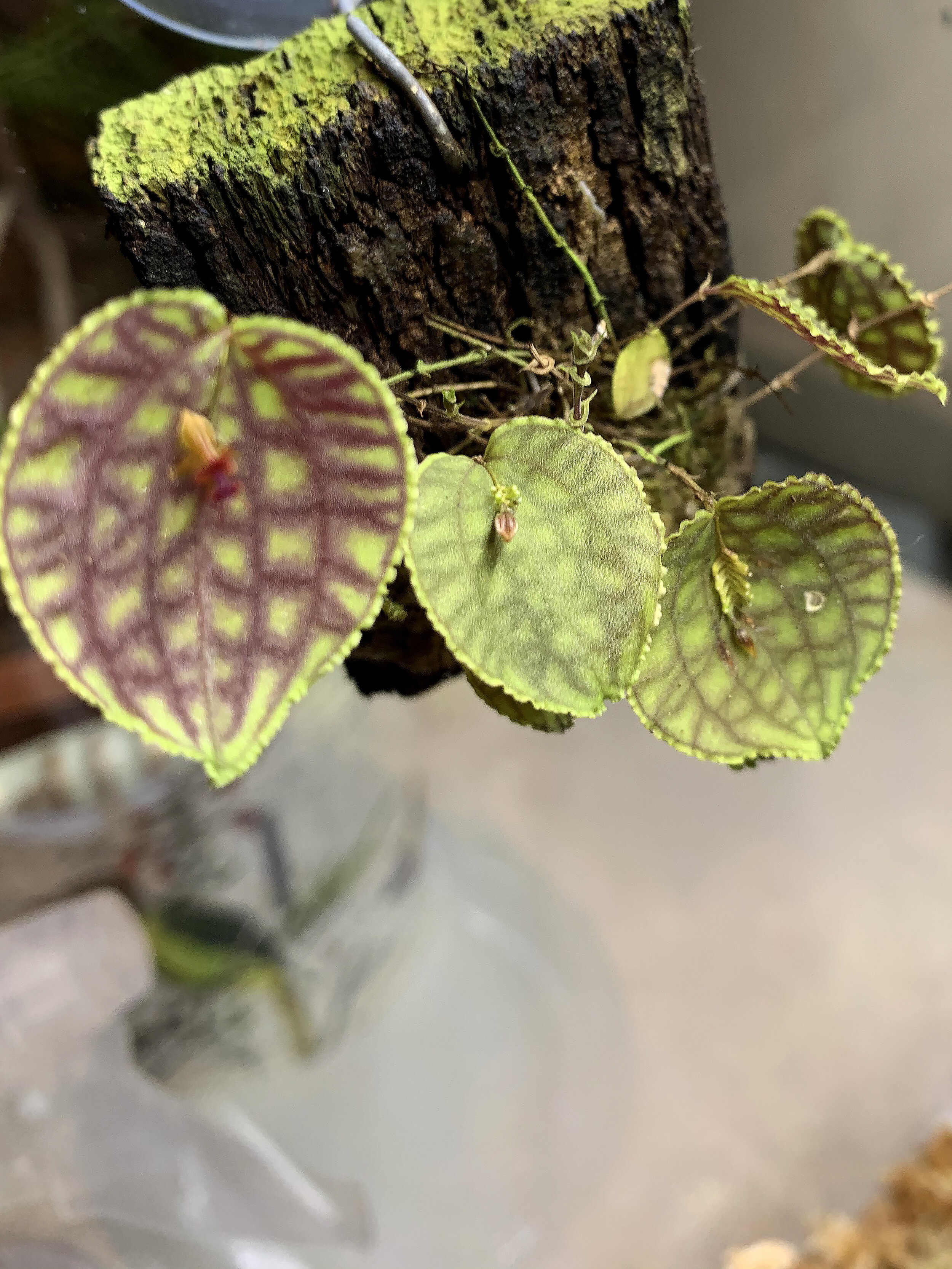 Orchidarium of miniatures - Detail 2