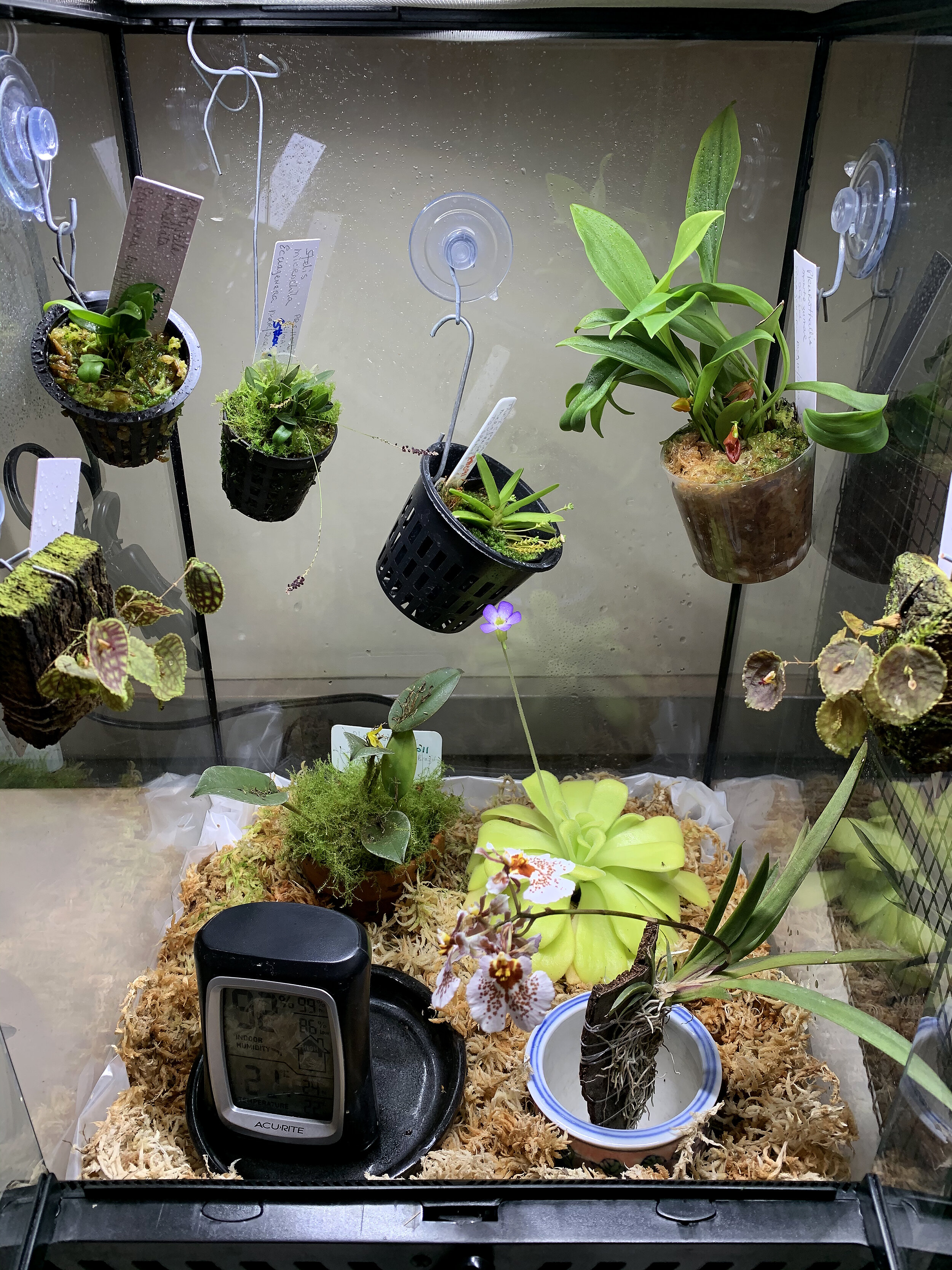 Orchidarium of miniatures 