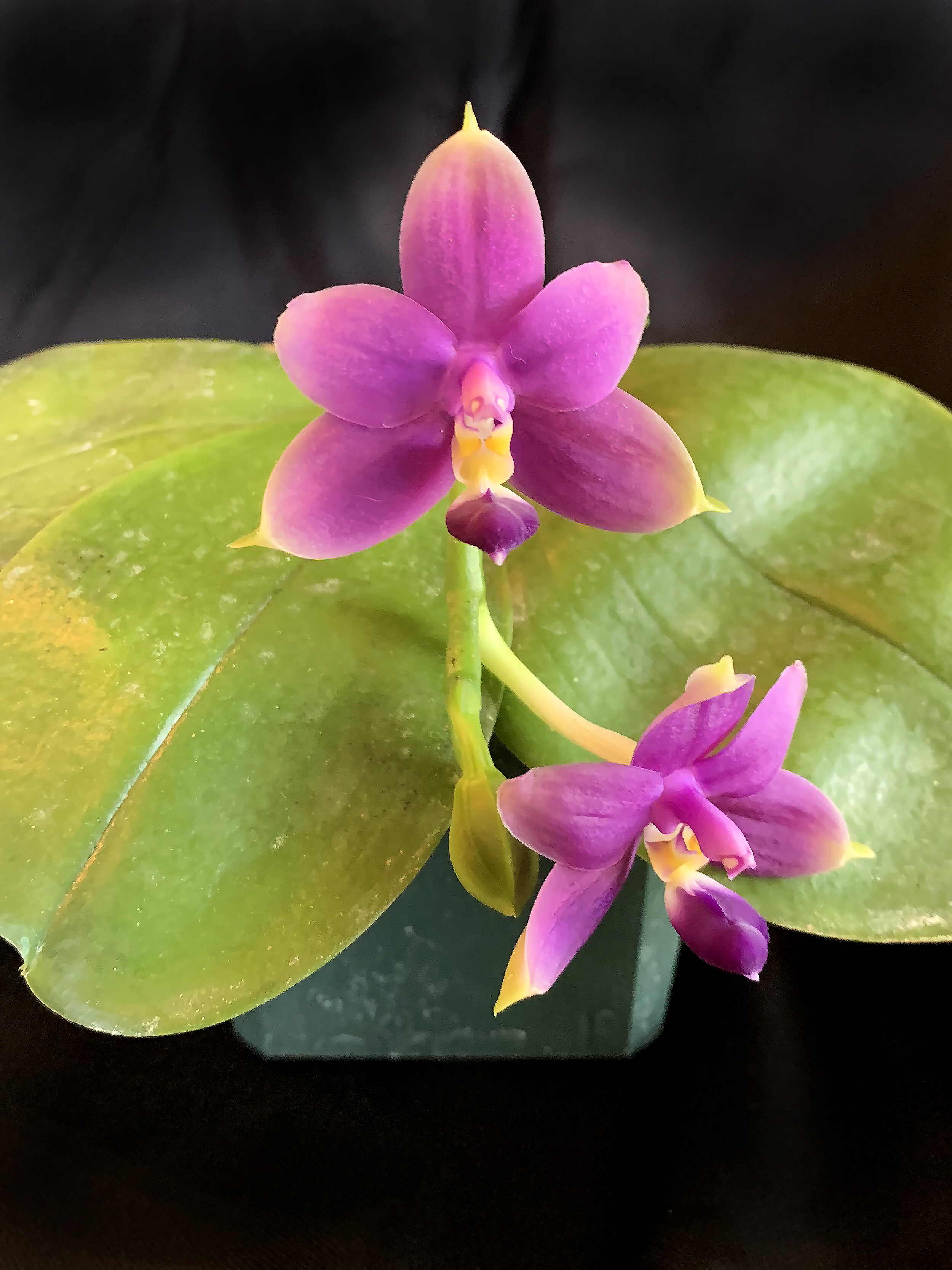 Phalaenopsis violacea fma indigo