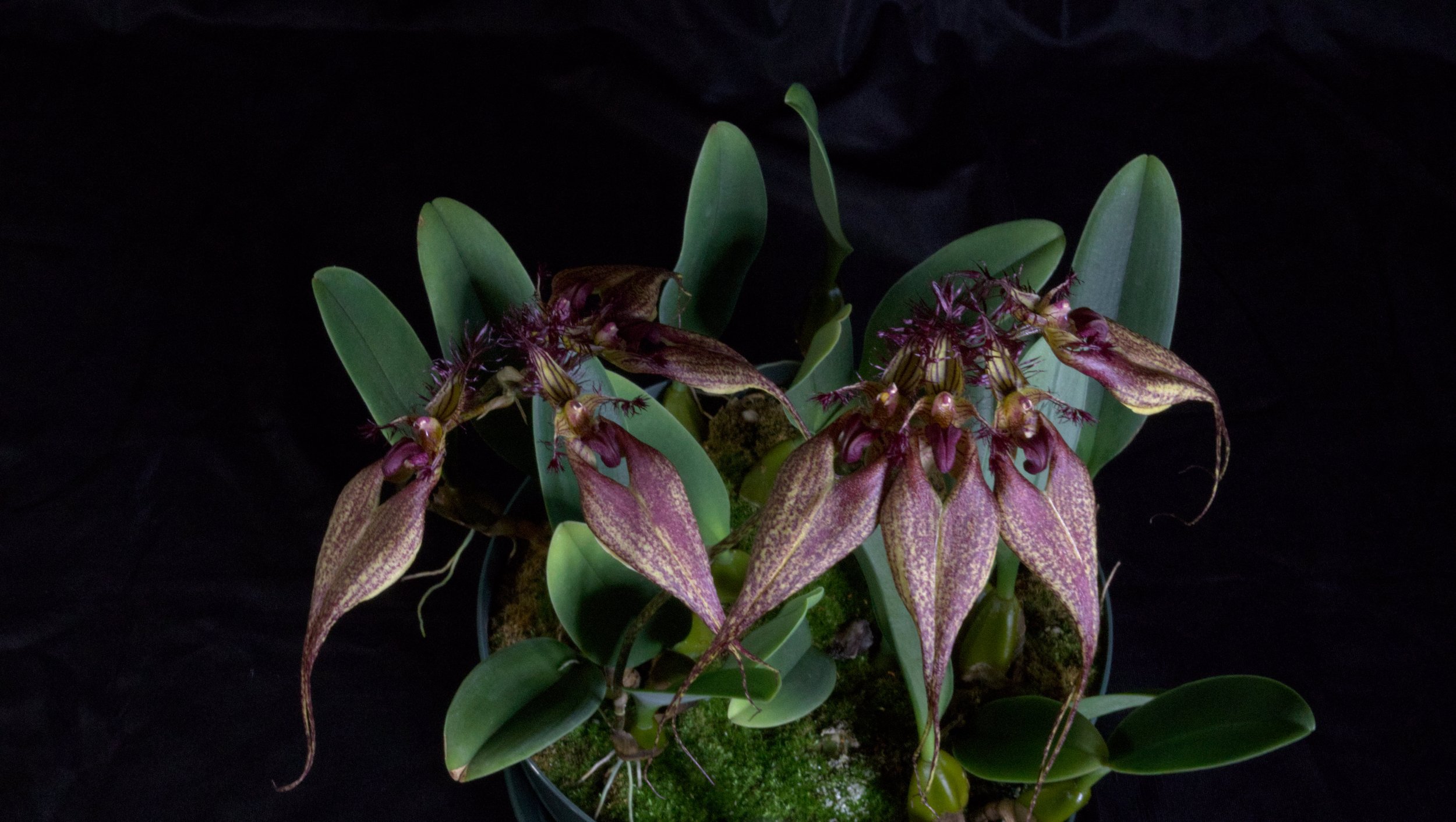 Bulbophyllum Rothschildianum