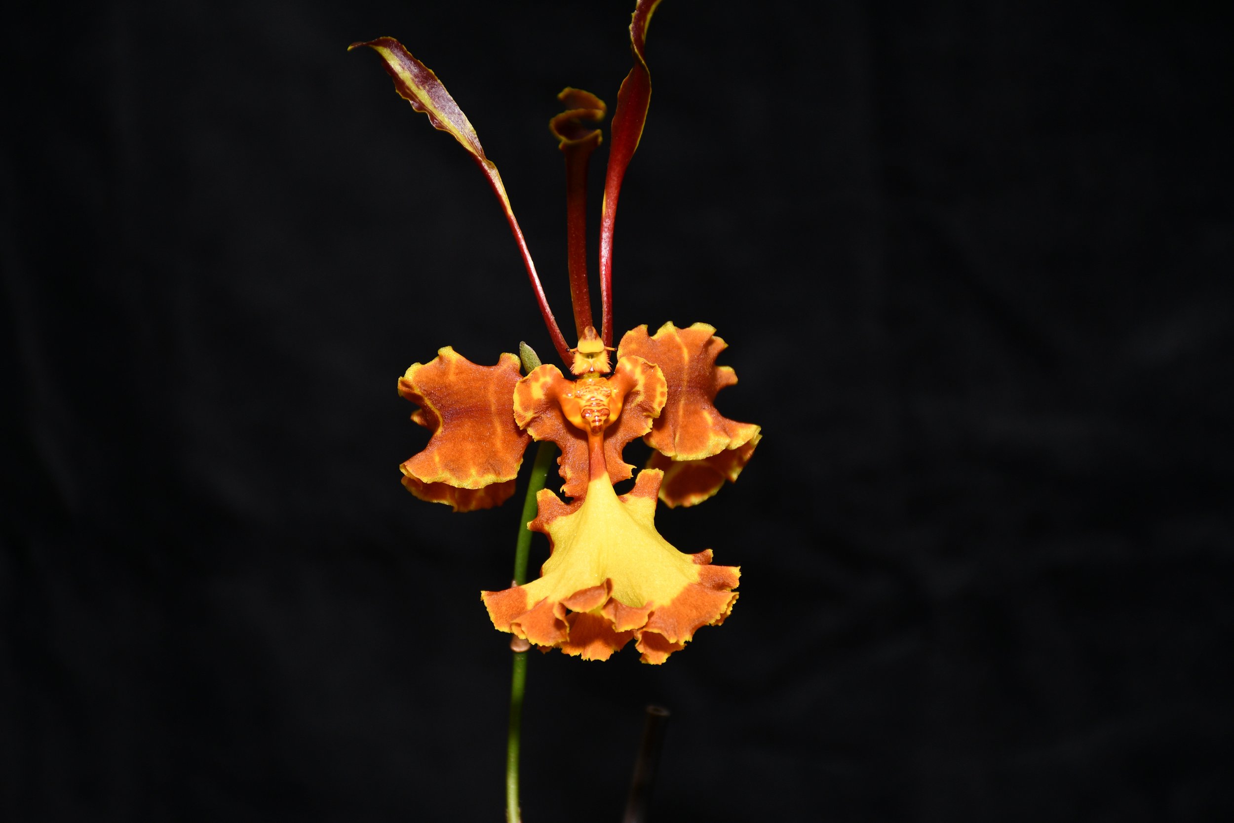 Psychopsis