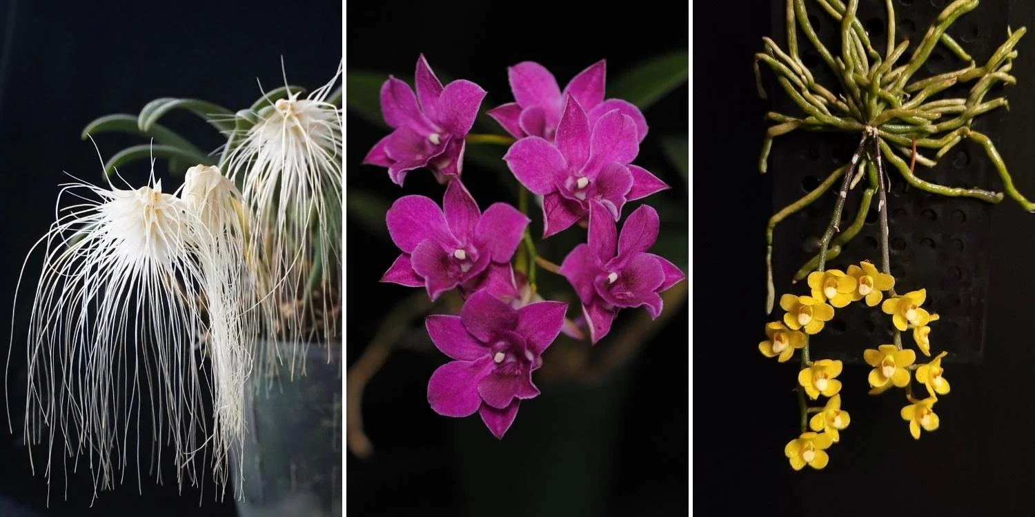 Central Vancouver Island Orchid Society
