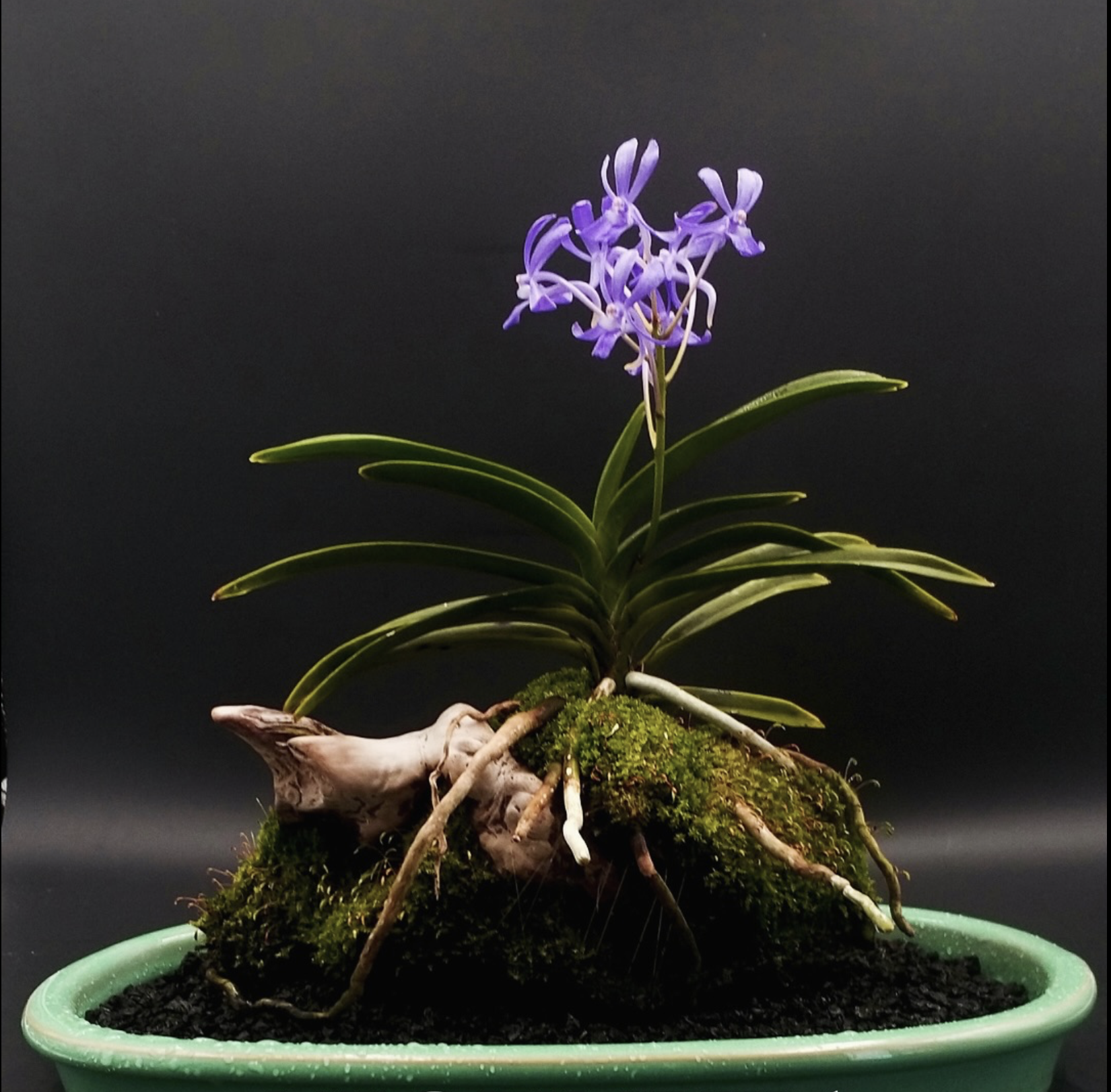 January 2026 Monthly Meeting