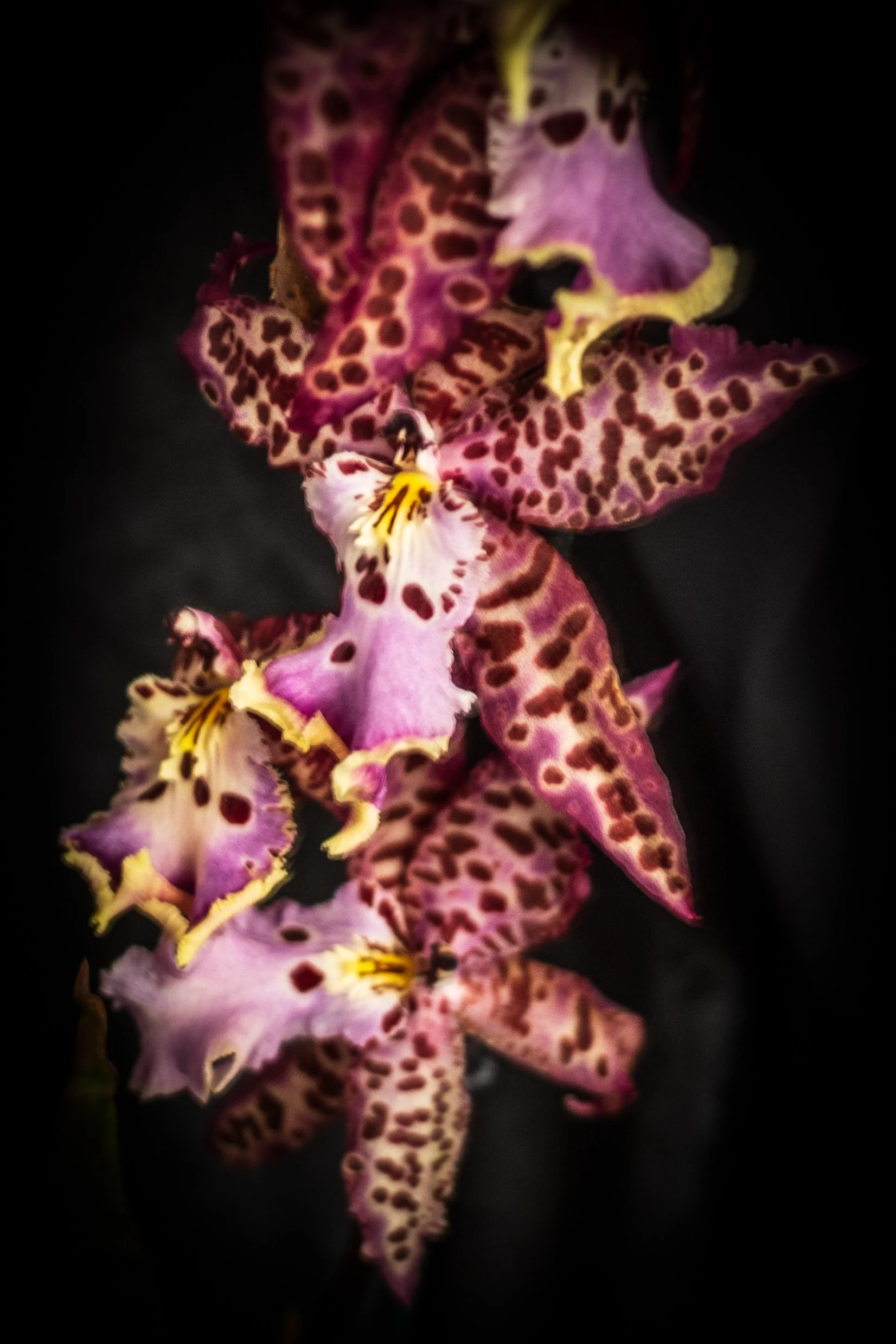 Rescue NoID - Chandler