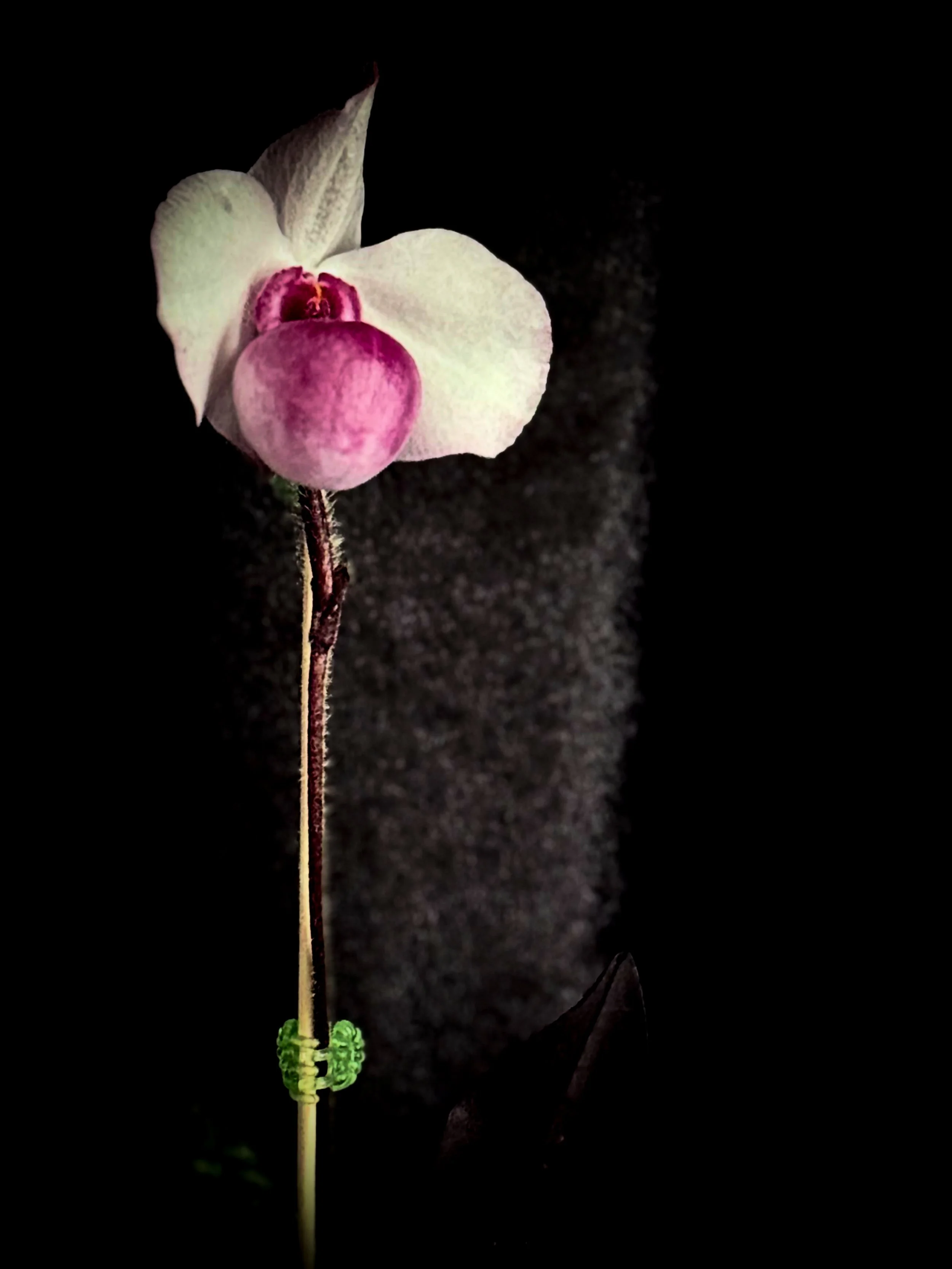 Paphiopedilum delenatii - Lynne C