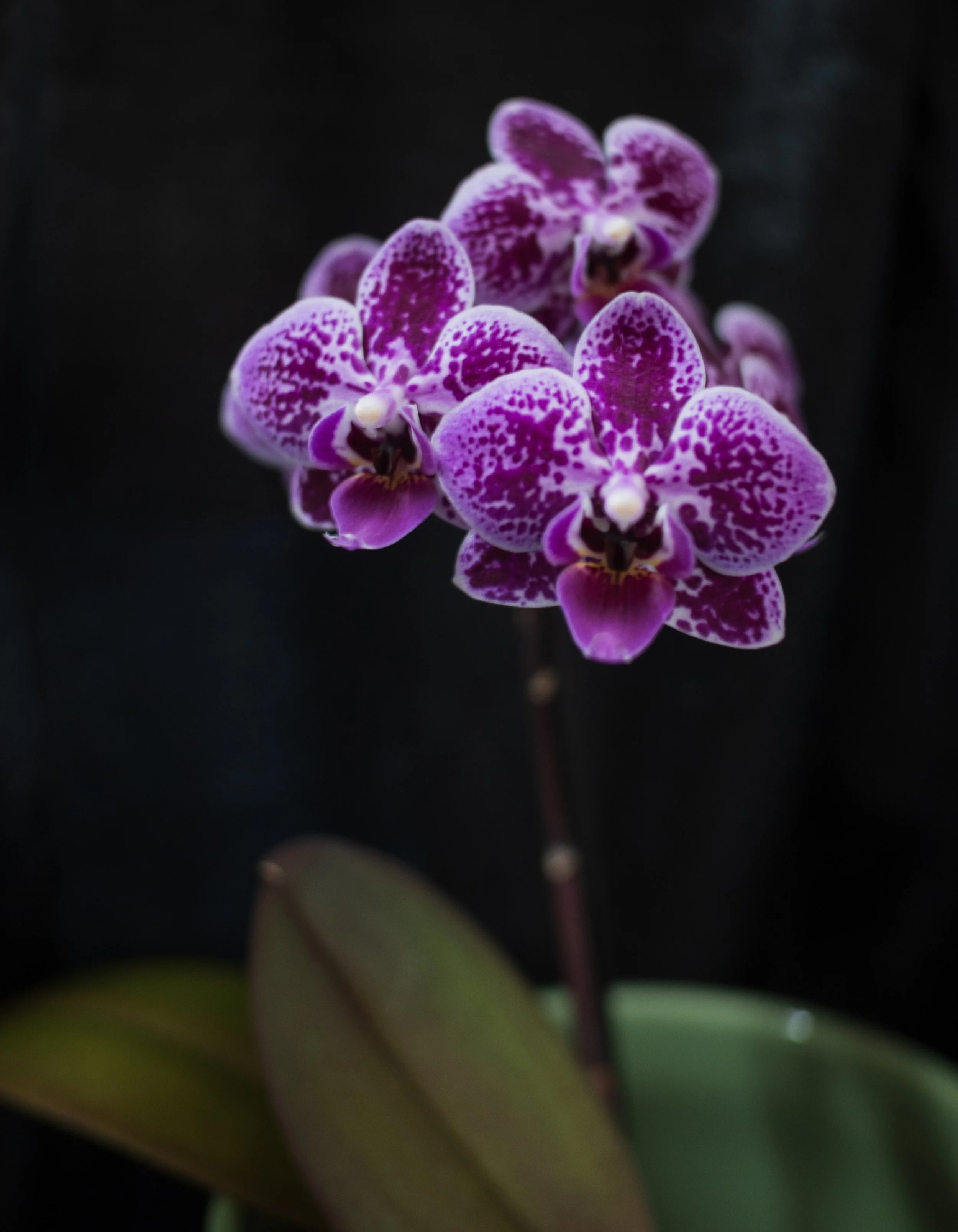 Phal NoID - Margaret M